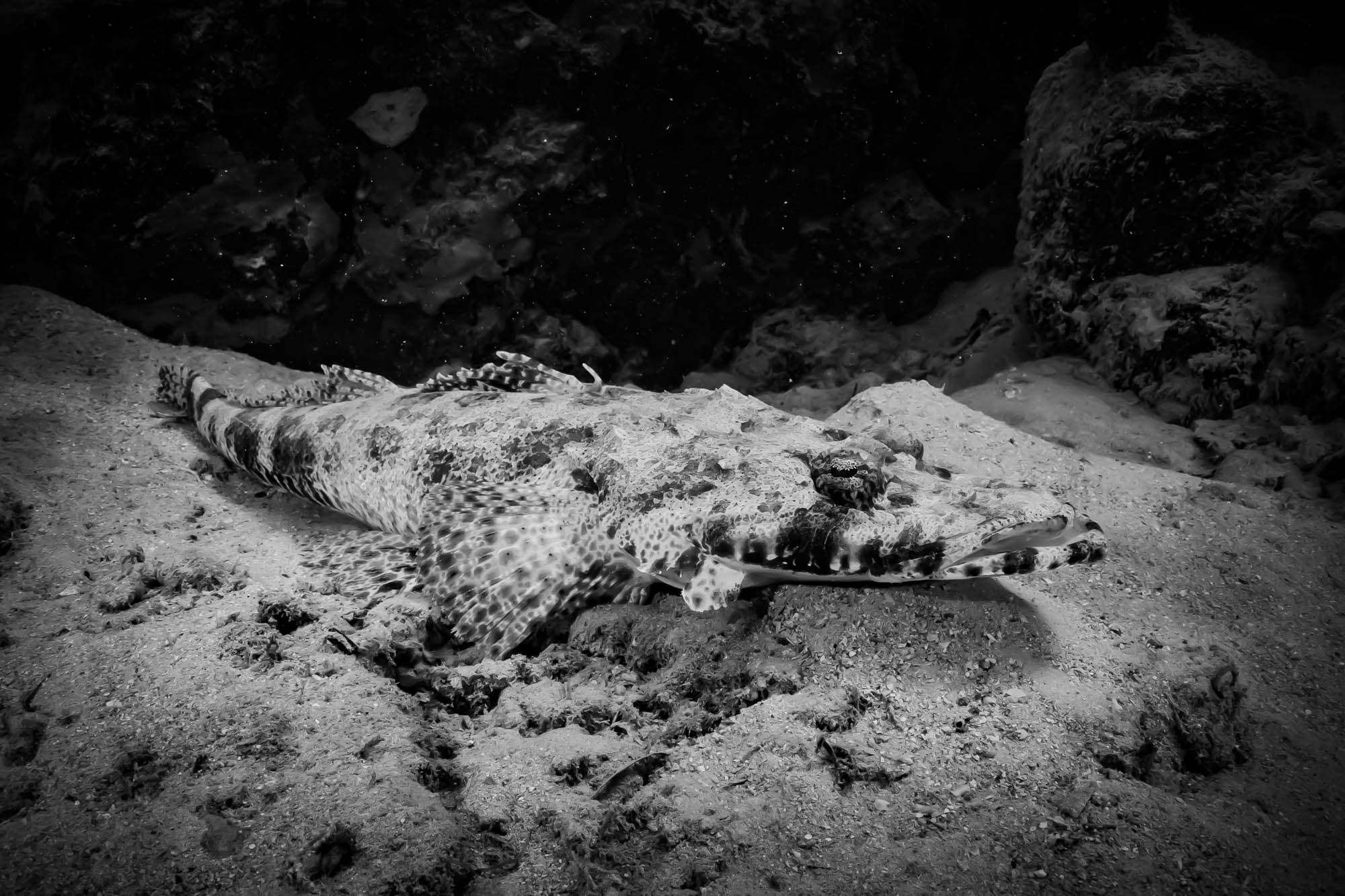 Camouflaged fish lying on sandy ocean floor in black and white underwater scene.