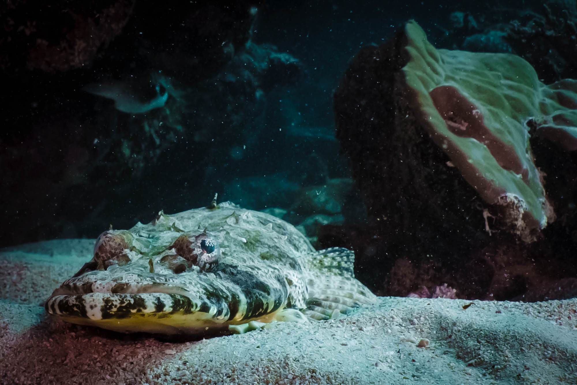 Underwater close-up of a camouflaged reef stonefish resting on sand near coral.