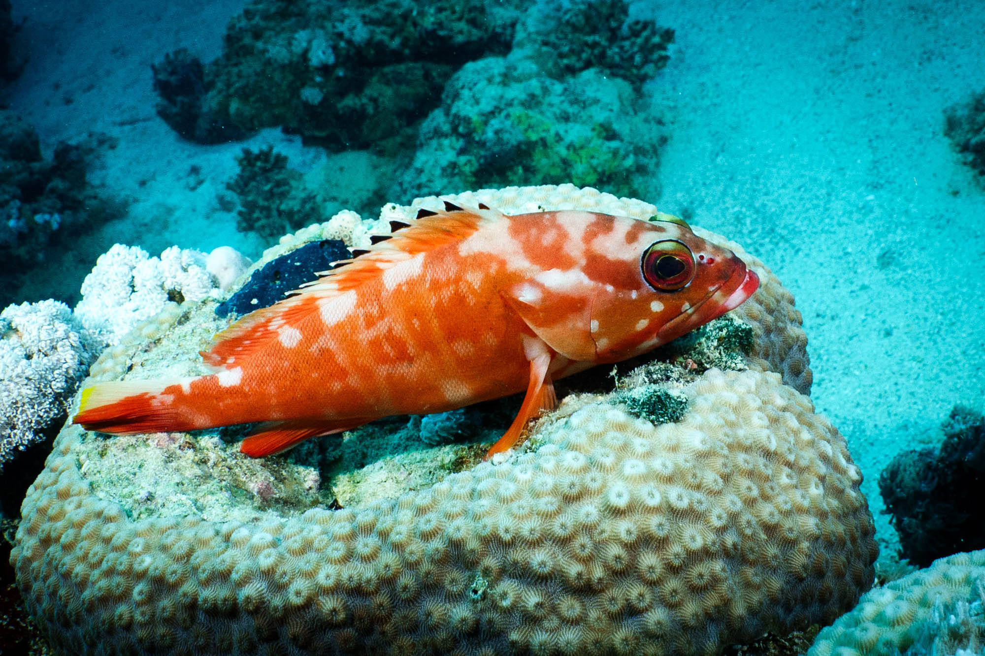 Vibrant red coral reef fish resting on brain coral in clear ocean water.
