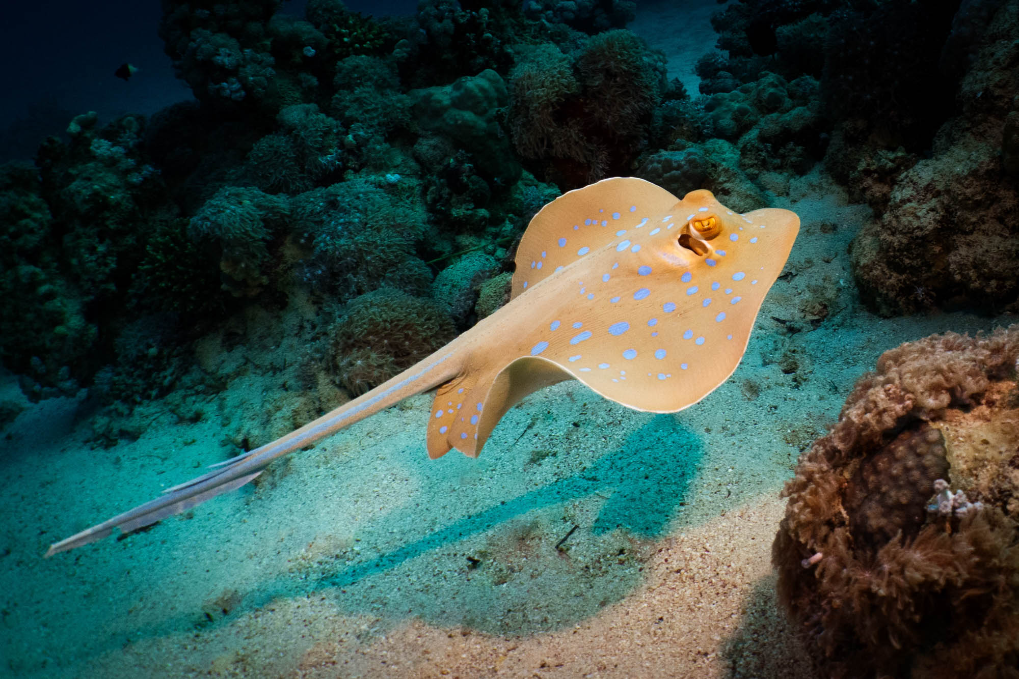 Colorful blue-spotted stingray gliding over coral reef in clear ocean water.