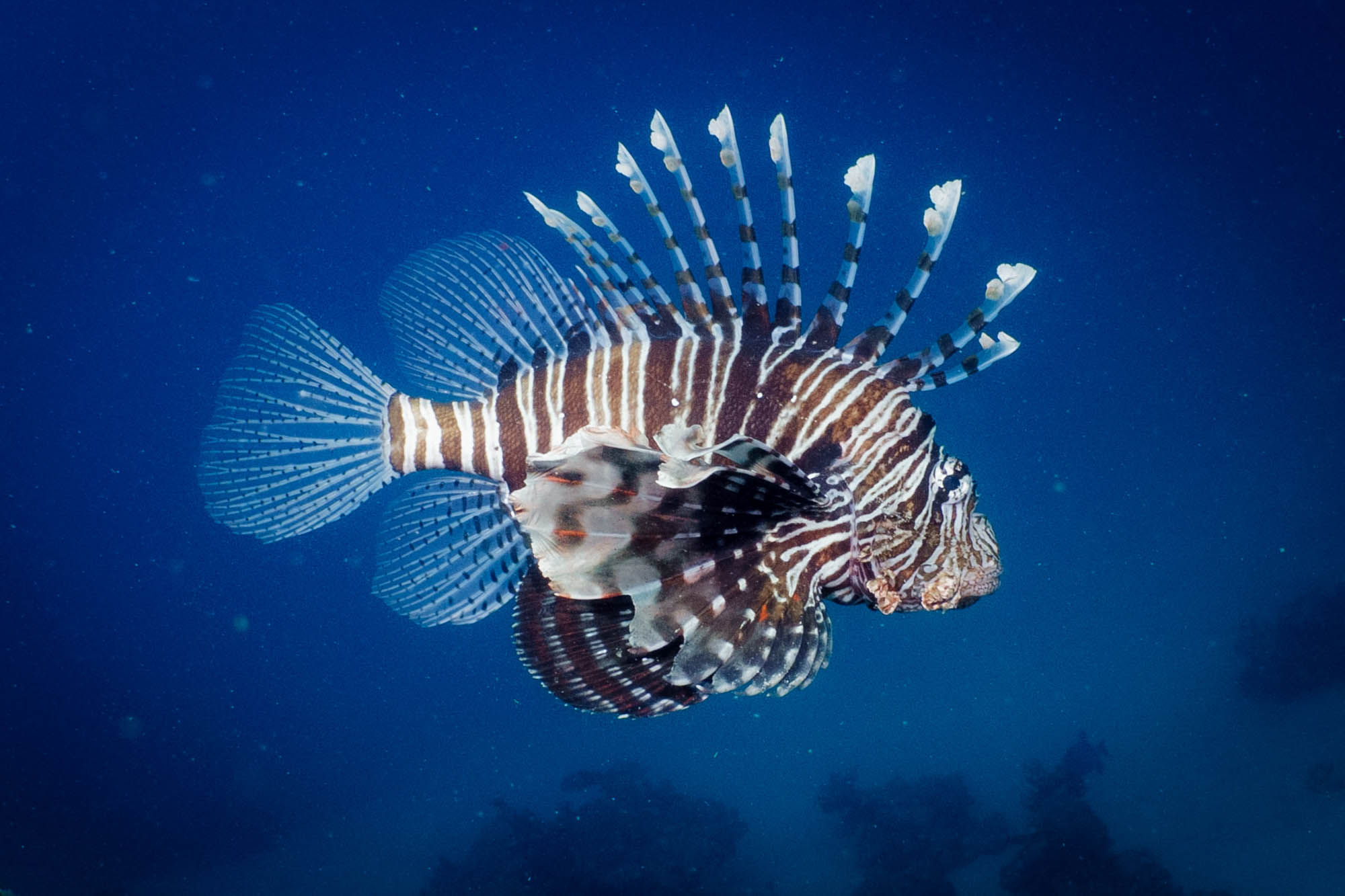 Lionfish swimming in deep blue ocean, showcasing striking striped fins and unique patterns.