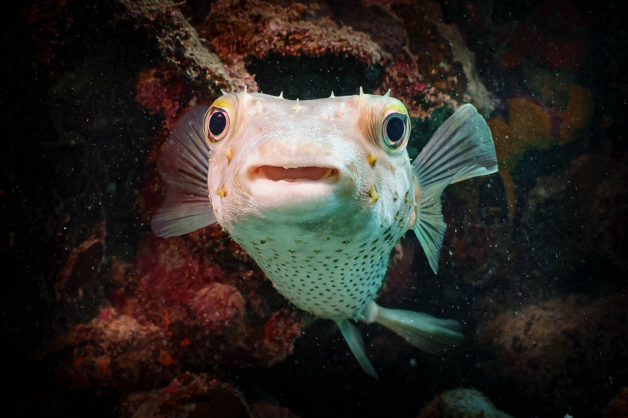 Smiling pufferfish underwater surrounded by coral reefs, showcasing marine life and biodiversity.