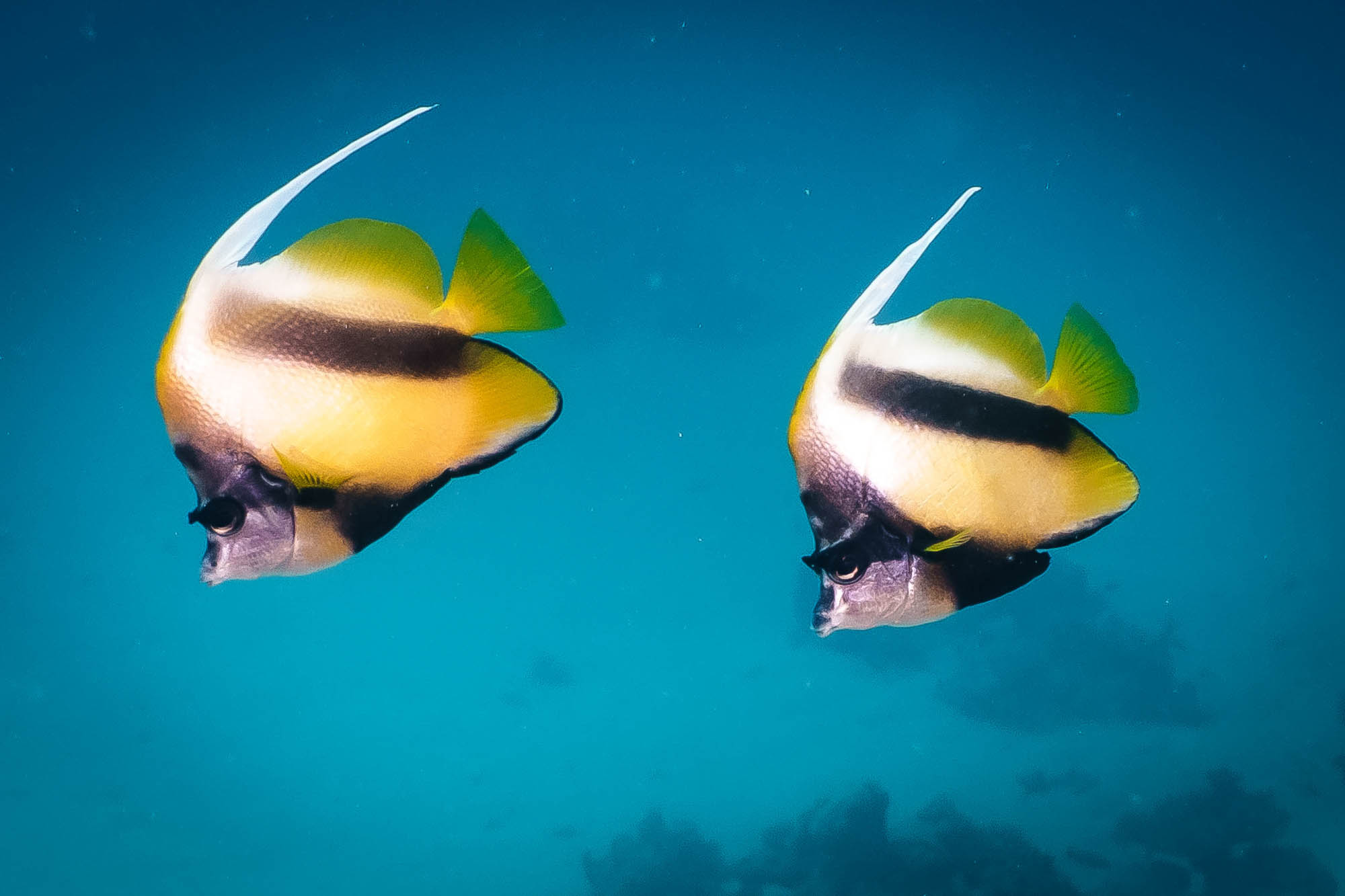 Two vibrant bannerfish swimming gracefully in clear blue ocean water.