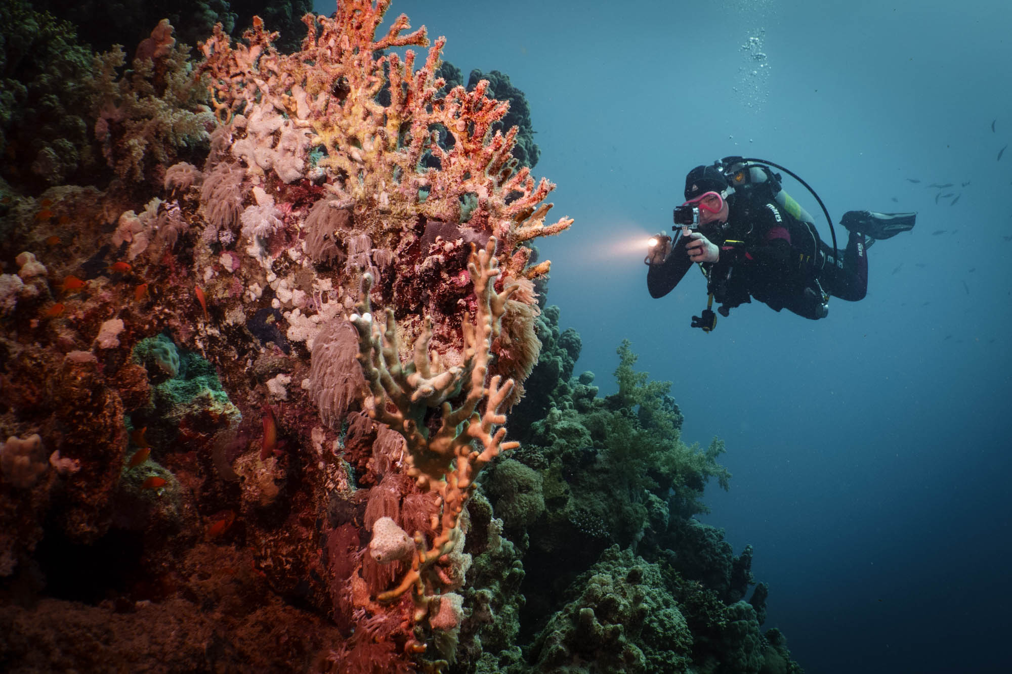 Scuba diver exploring vibrant coral reef, capturing underwater photography with flashlight in clear ocean.