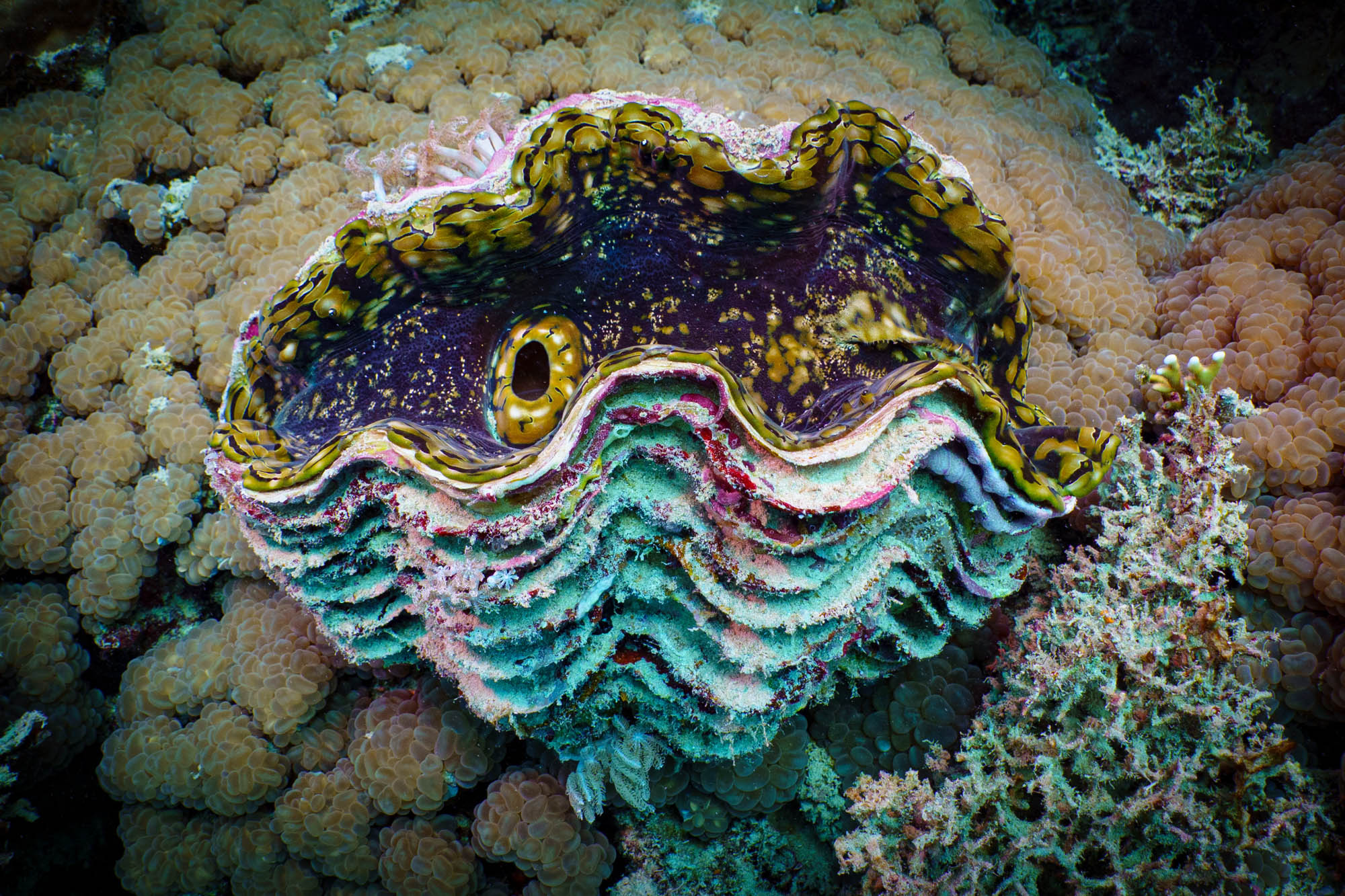 Colorful giant clam amidst coral reef in an underwater scene, showcasing marine biodiversity and vibrant textures.