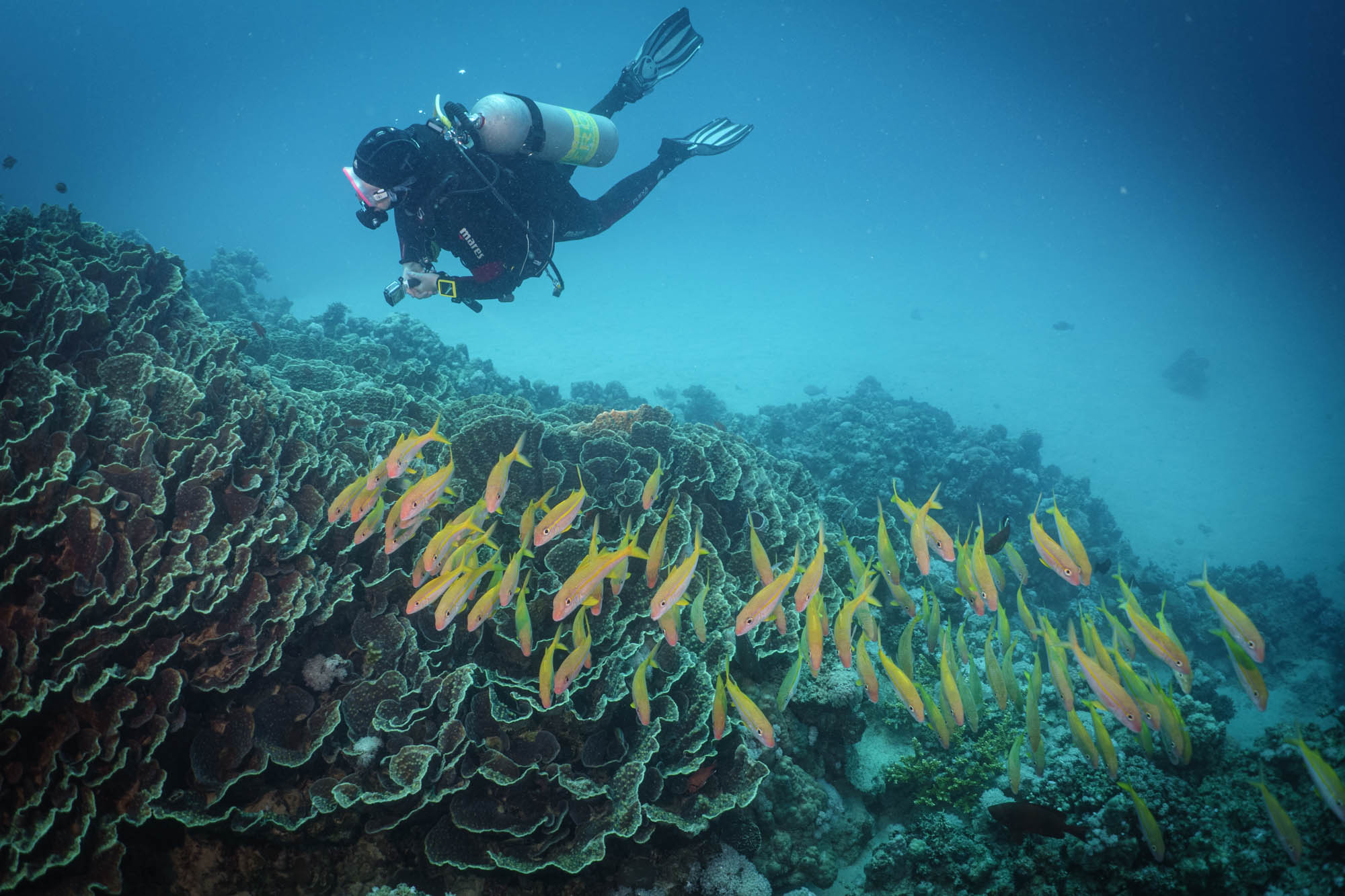 Diver exploring coral reef with school of tropical fish underwater.