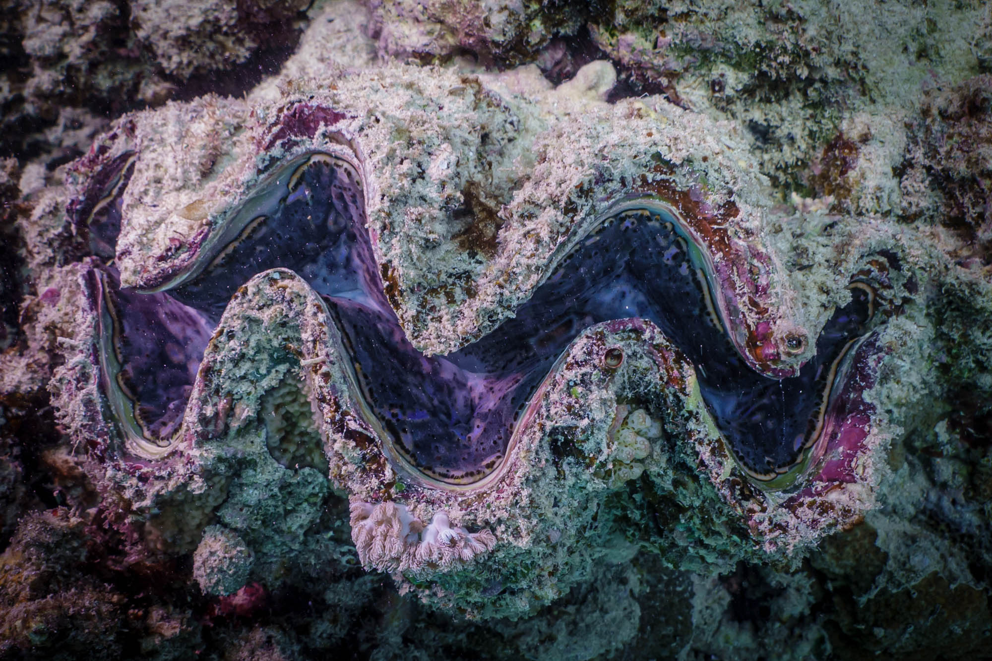 Giant clam with colorful interior on the ocean floor surrounded by coral.