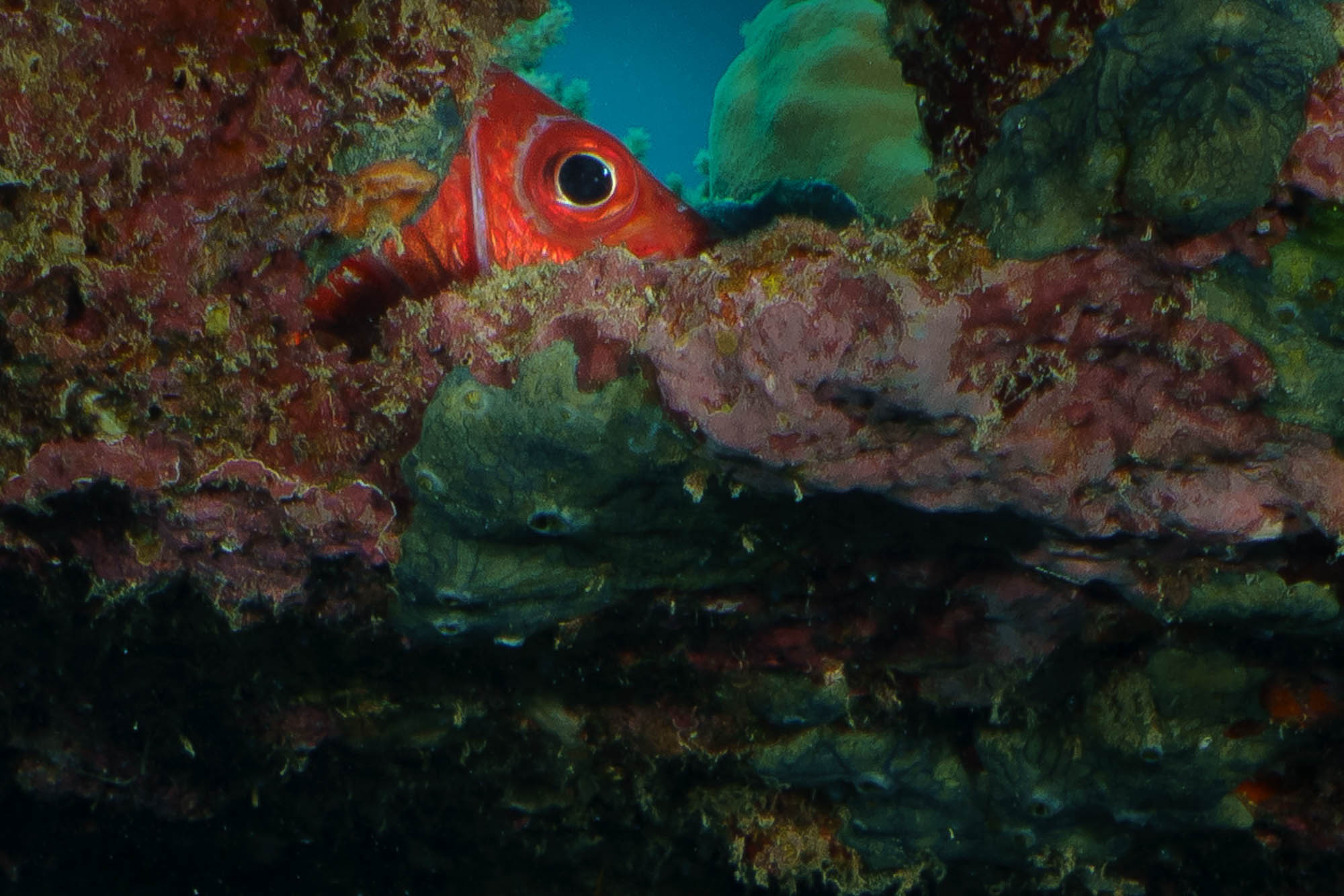 Red fish peeking from coral reef crevice underwater.