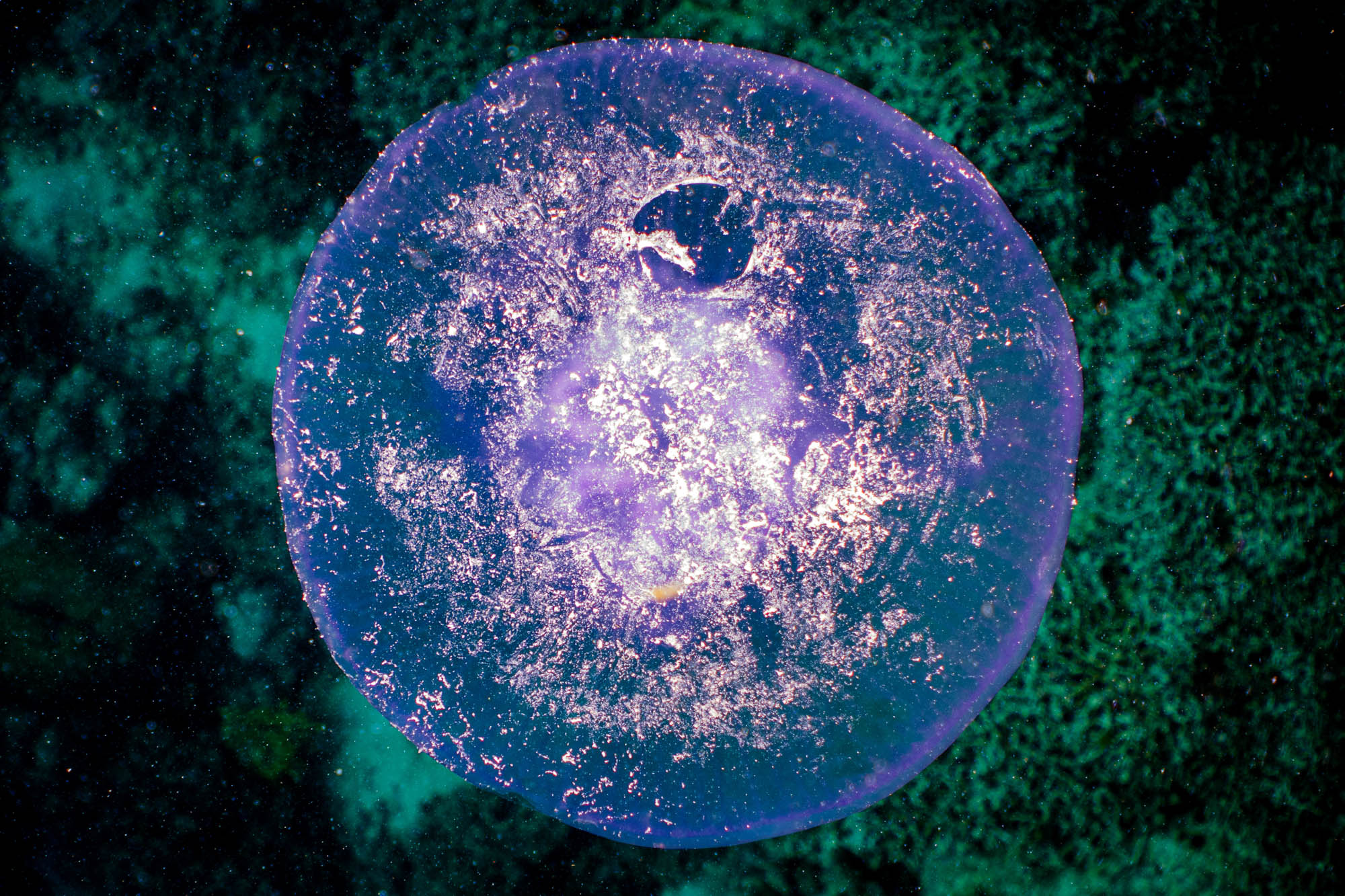 Glowing purple jellyfish floating in deep sea with a vibrant, textured background.