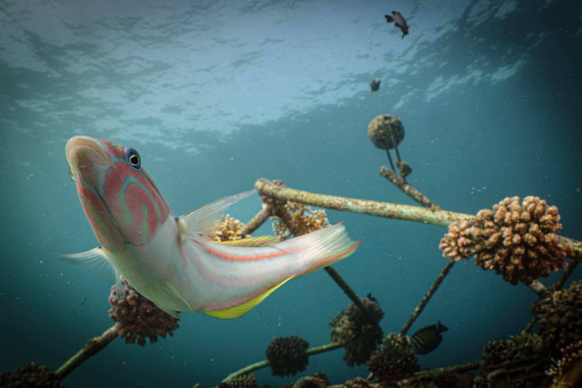 Colorful fish swimming near underwater structures with coral growths in a clear blue ocean.