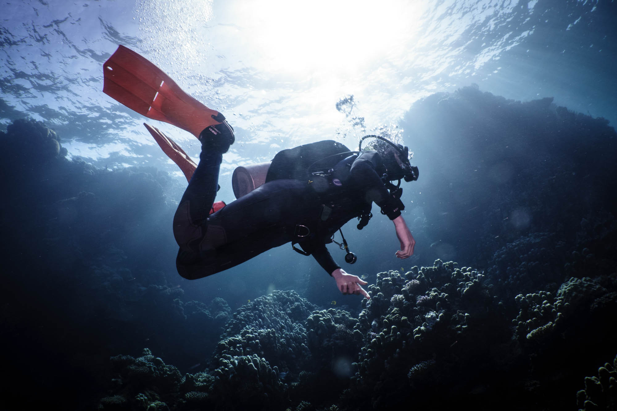 Scuba diver exploring vibrant coral reef underwater in sunlight.
