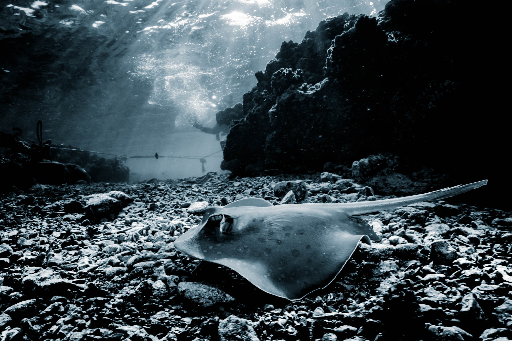 Underwater view of a stingray gliding over rocky seabed near coral formations.