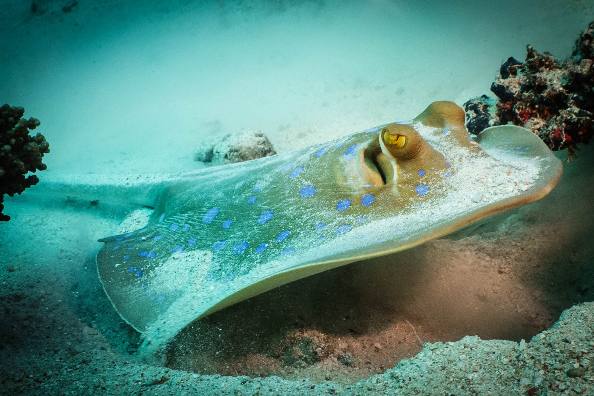 Blue-spotted ray resting on sandy ocean floor near corals, showcasing vibrant marine life.