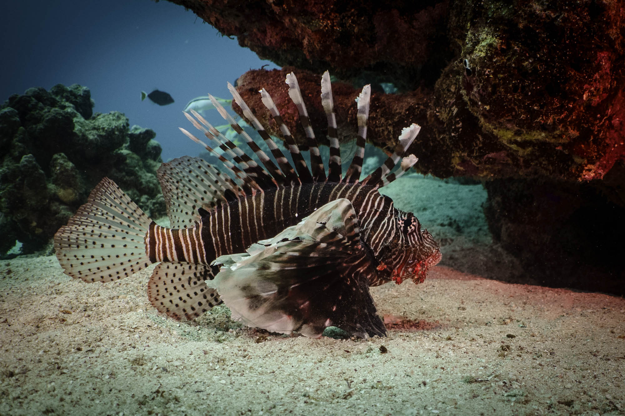 Lionfish swimming near coral reef in clear ocean water.