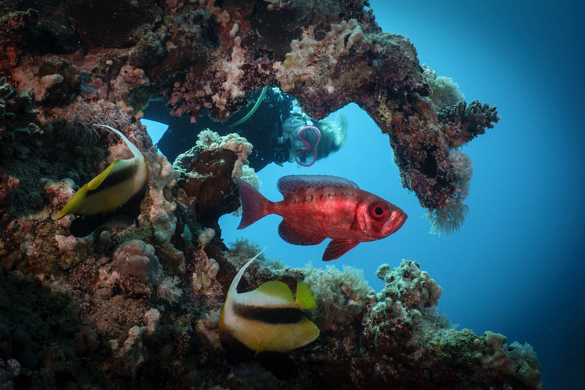 Diver exploring vibrant coral reef with colorful fish swimming, showcasing underwater marine life and adventure.