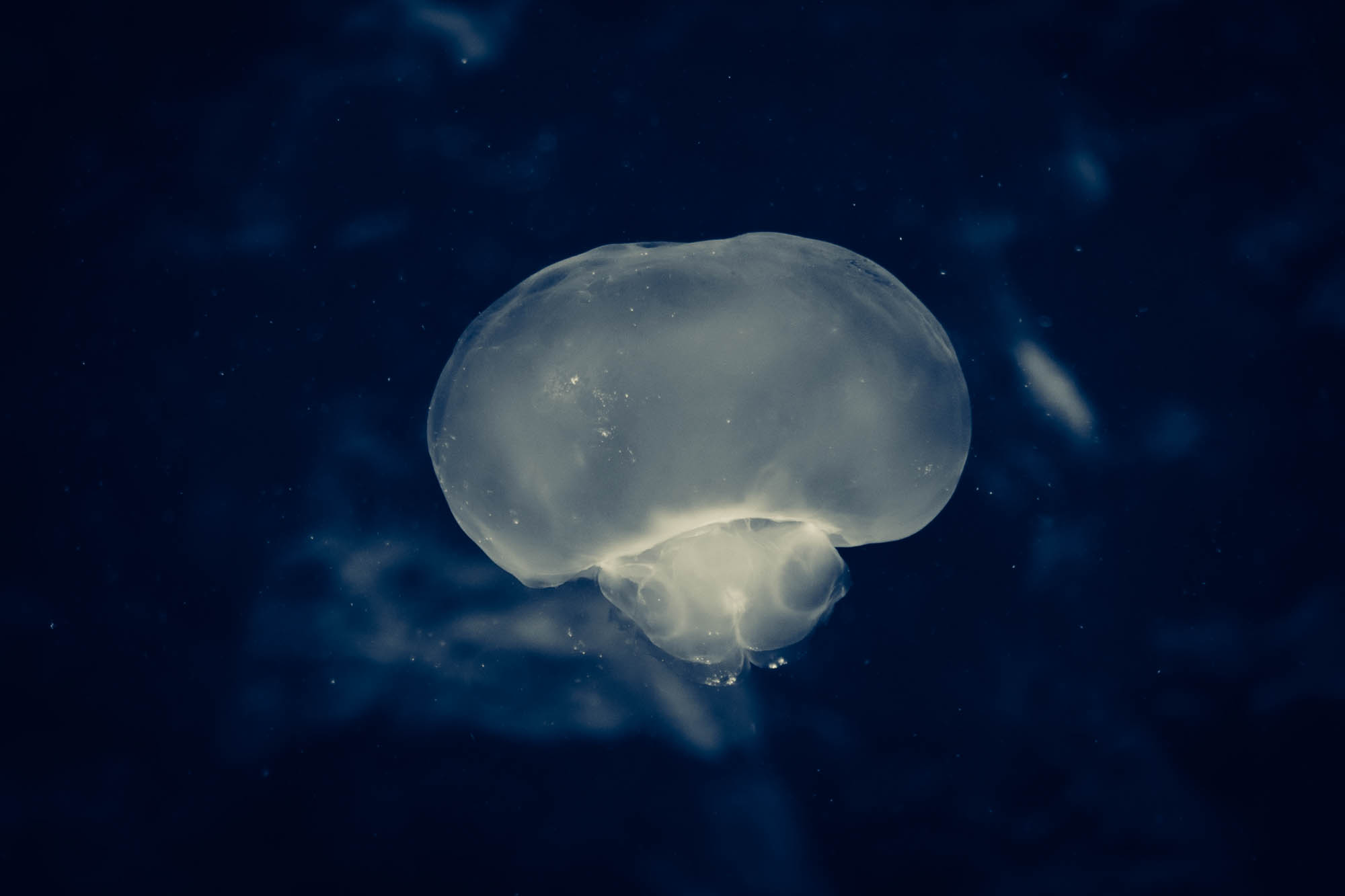 Translucent jellyfish gracefully swimming against a deep blue underwater backdrop.