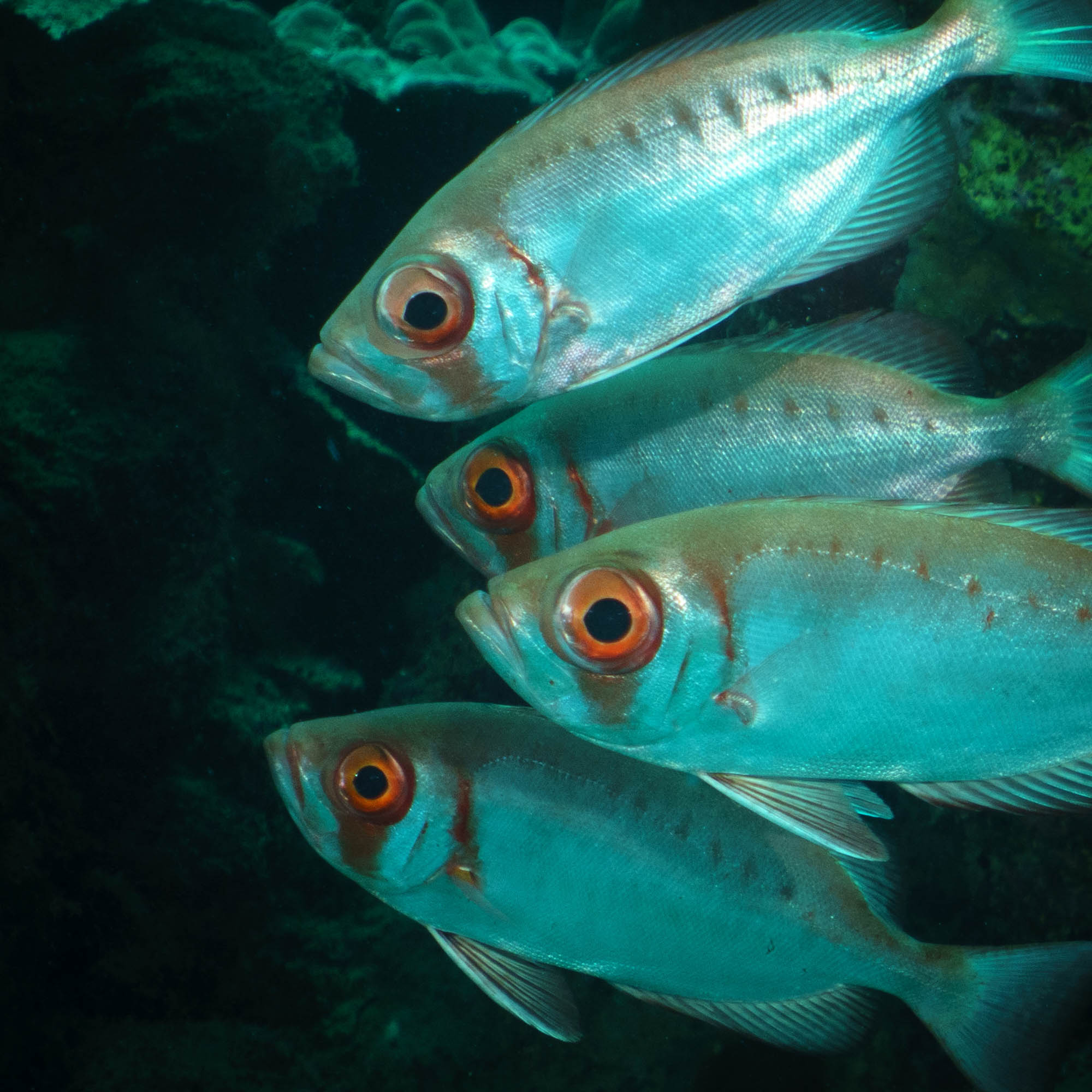 Four silver fish with large eyes swim close together in a dark underwater scene.