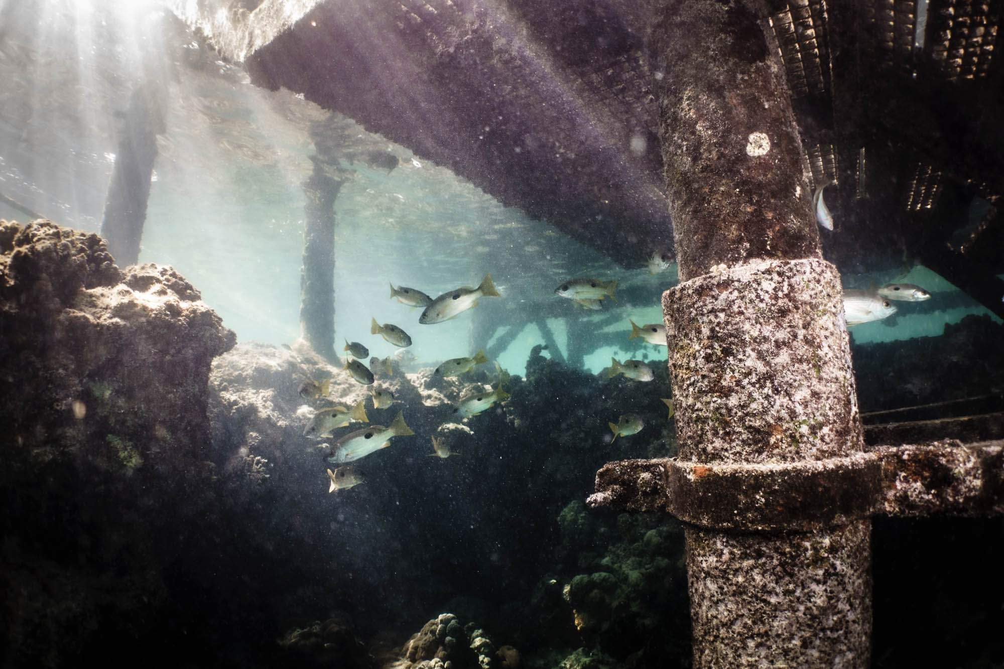 Underwater view with fish swimming around a coral reef and weathered pier structure, sunlight filtering through.