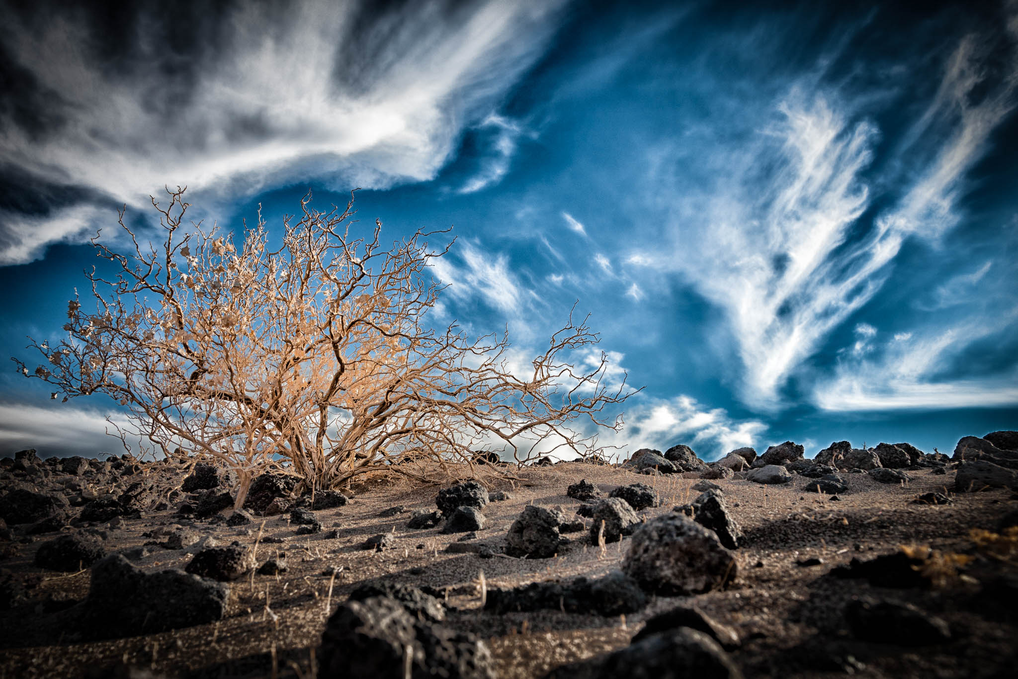 Desert landscape with a barren tree, rocky terrain, and dramatic, wispy clouds under a deep blue sky.