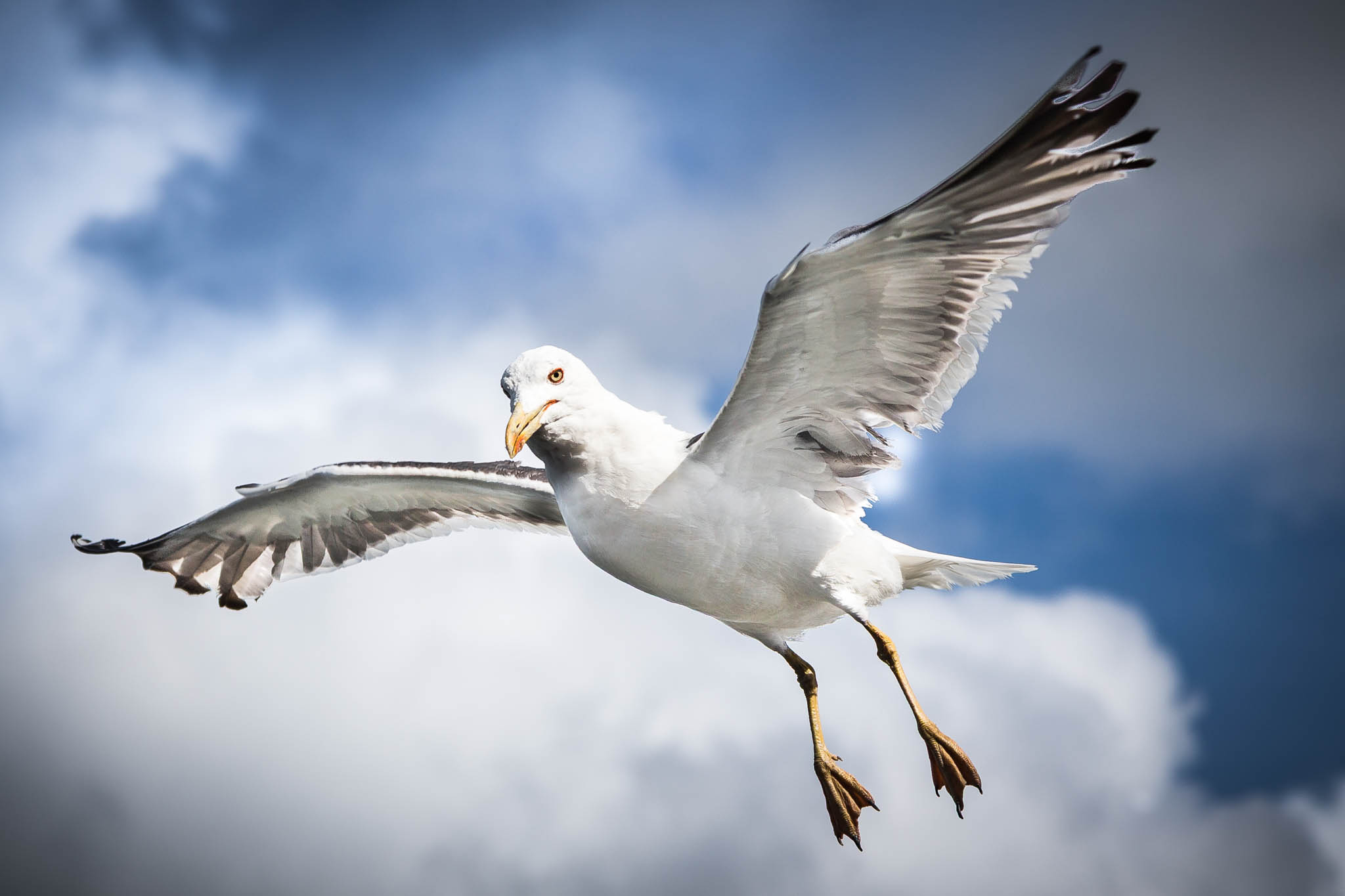 Seagull soaring in a blue sky with clouds, wings spread wide, sunlight highlighting its feathers.