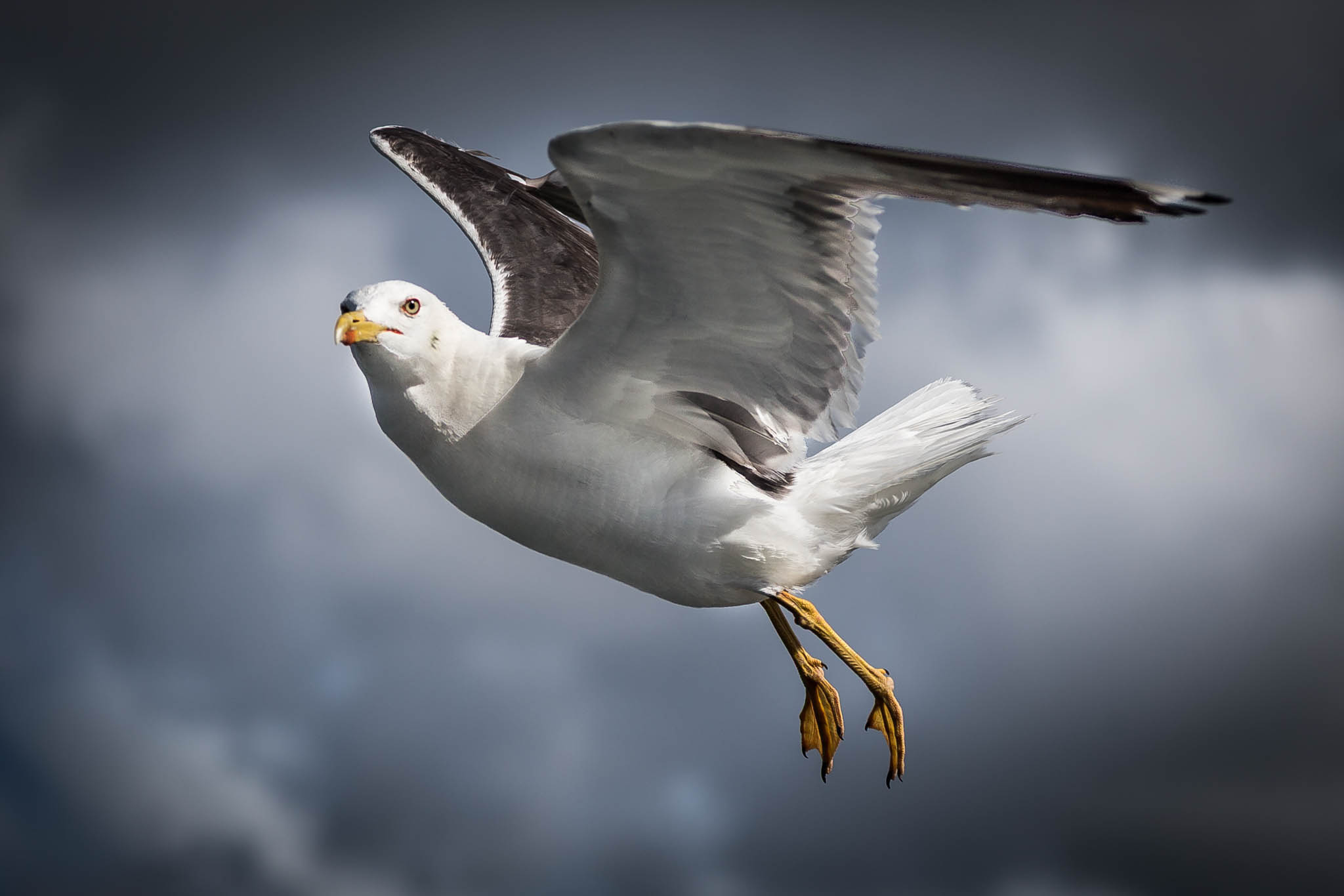 Seagull in flight with outstretched wings against a cloudy sky background.