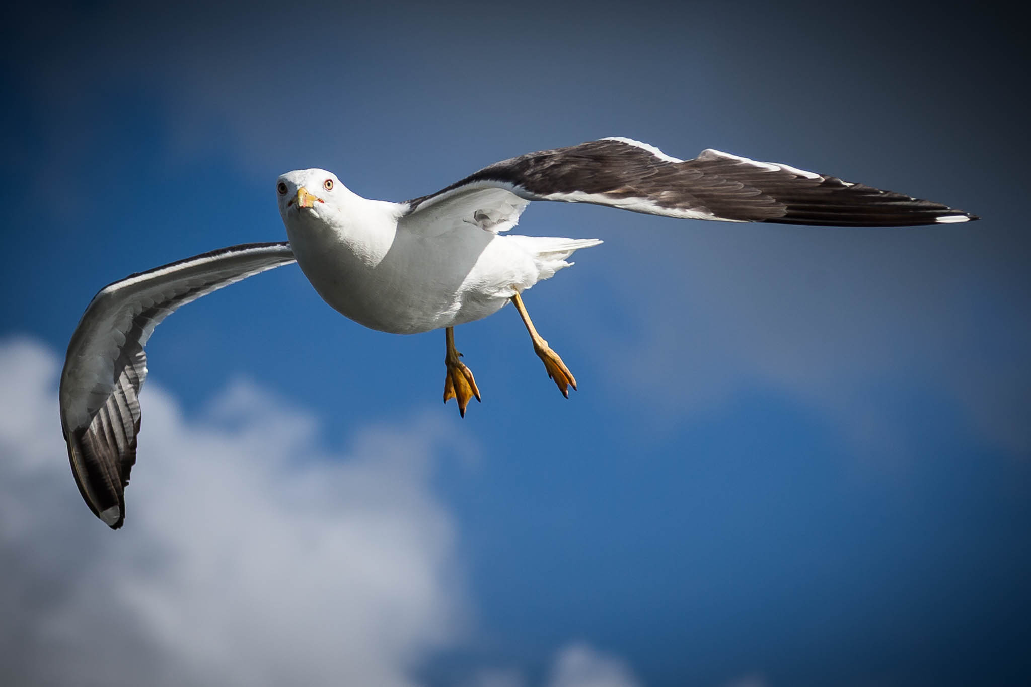 Seagull soaring in a clear blue sky with clouds, wings spread wide.