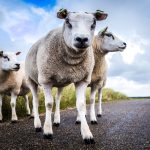 Four sheep standing on a country road with a cloudy sky and grassy fields in the background.