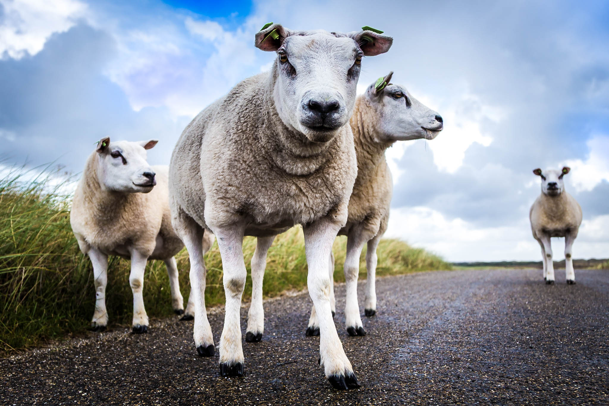 Texel – Stories of Wind, Sea & Island Life