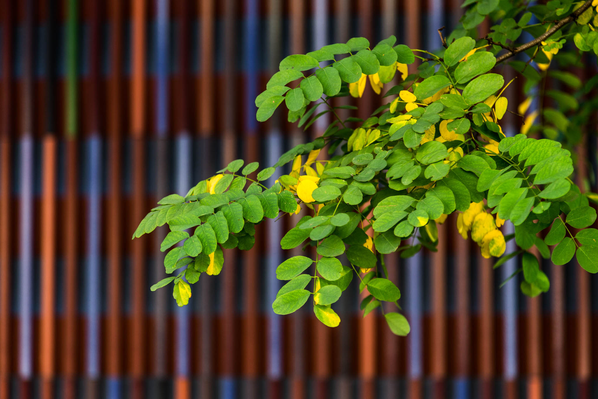 Green and yellow leaves against a colorful, striped background.