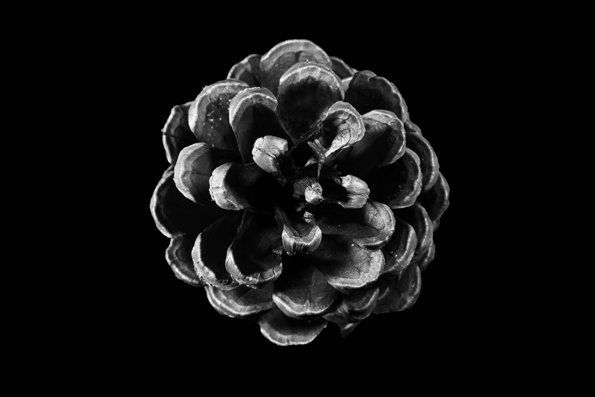 Autumn Still Life – Mostly Black & White Studio Studies