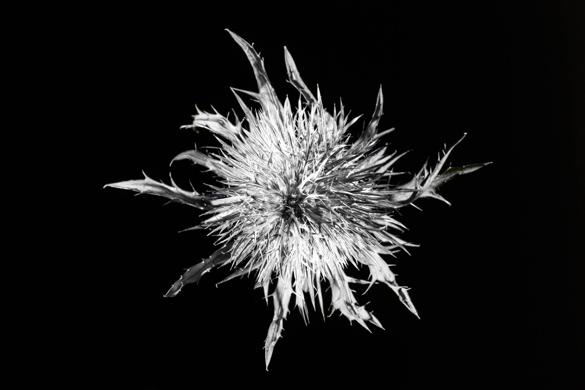 Close-up of a spiky, monochrome flower on a dark background, showcasing detailed textures and sharp leaves.
