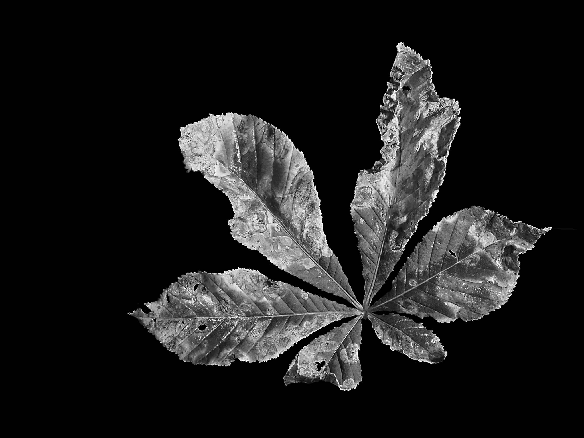 Black and white image of a textured, five-lobed leaf on a black background.