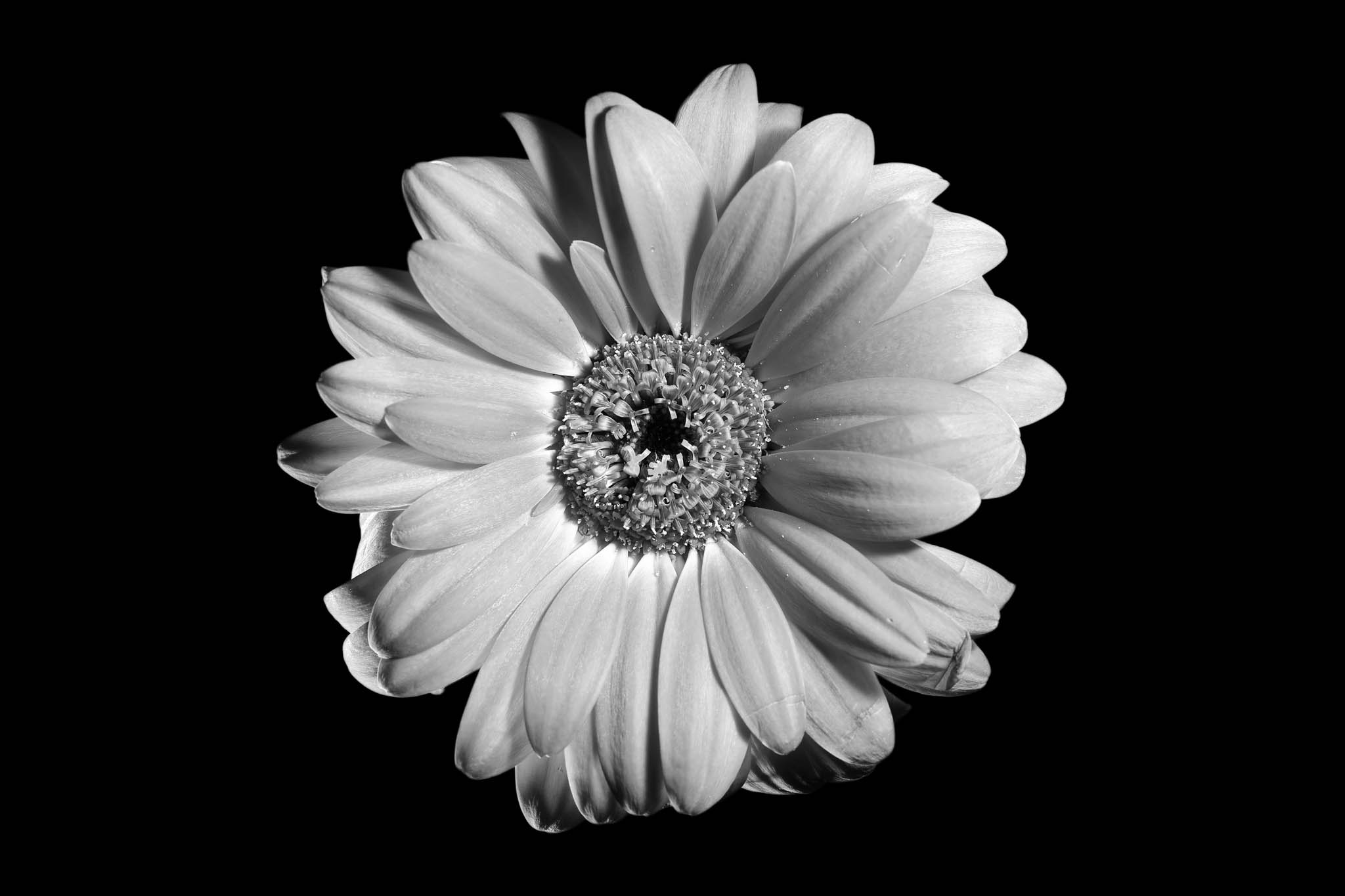 Black and white close-up of a daisy against a black background.
