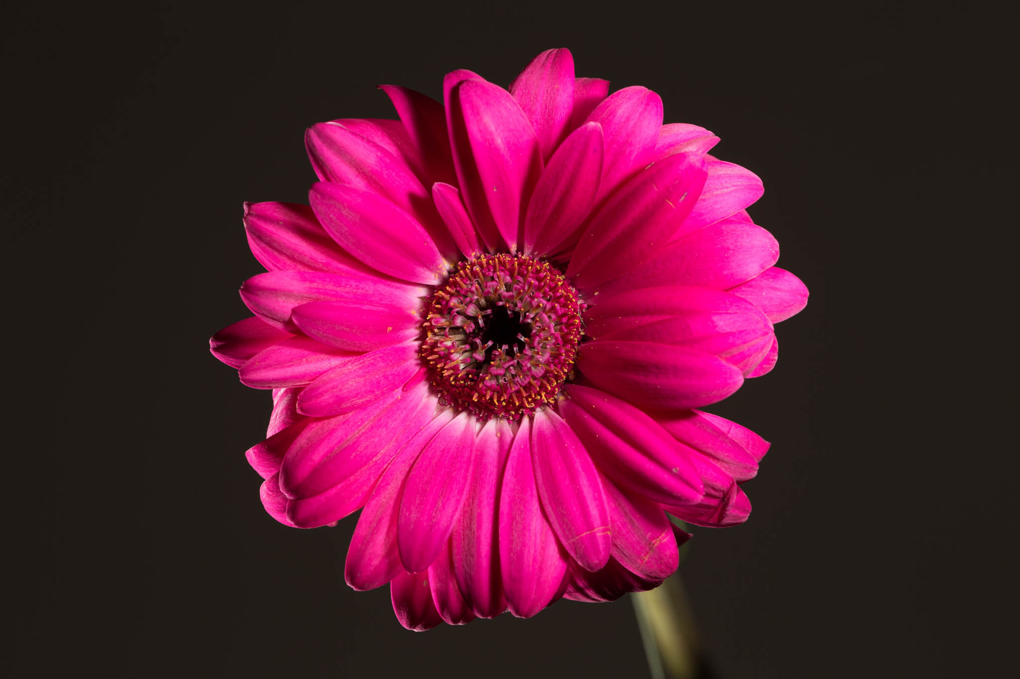Vibrant pink gerbera daisy in full bloom, set against a dark background.