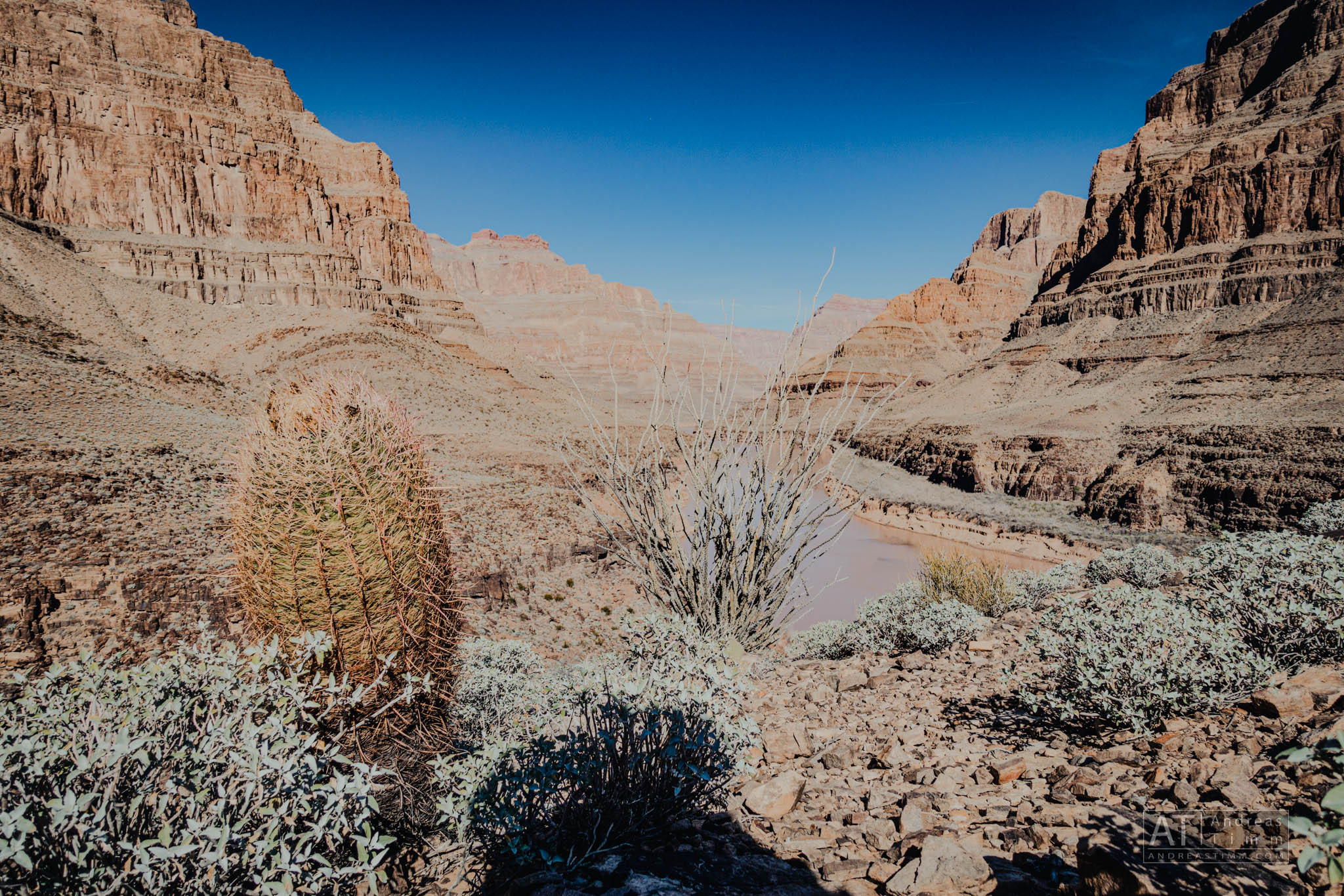 Desert landscape with cactus and rocky terrain in the foreground, canyon cliffs, and clear blue sky in the background.
