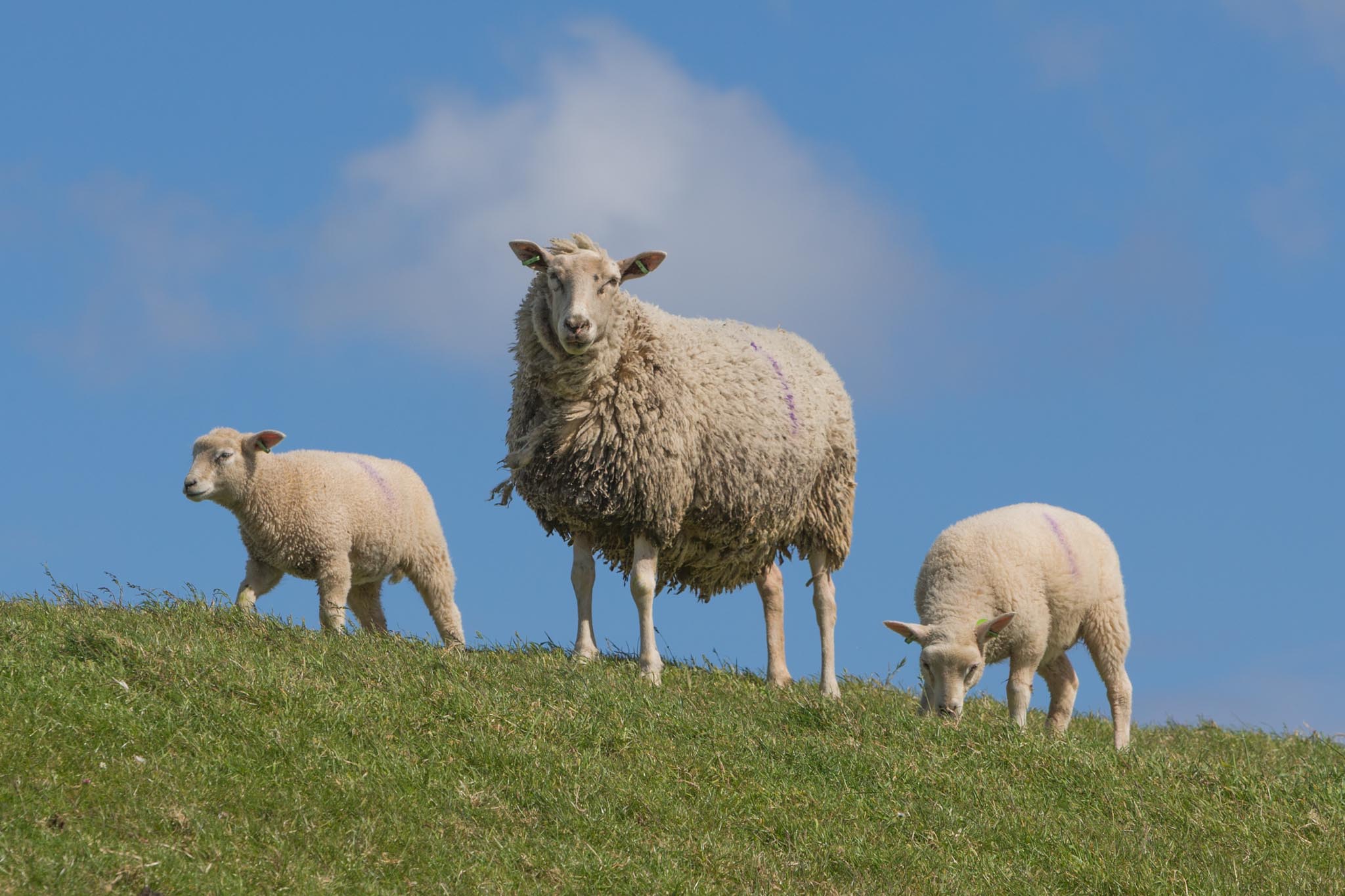 Sheep and lambs grazing on a green hilltop under a clear blue sky.