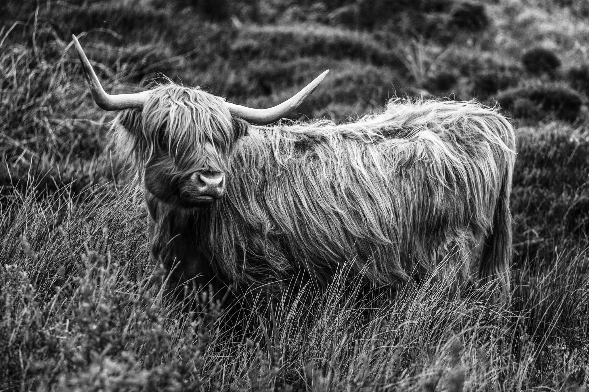 Shaggy Highland cow with long horns standing in grassy field, black and white photo.