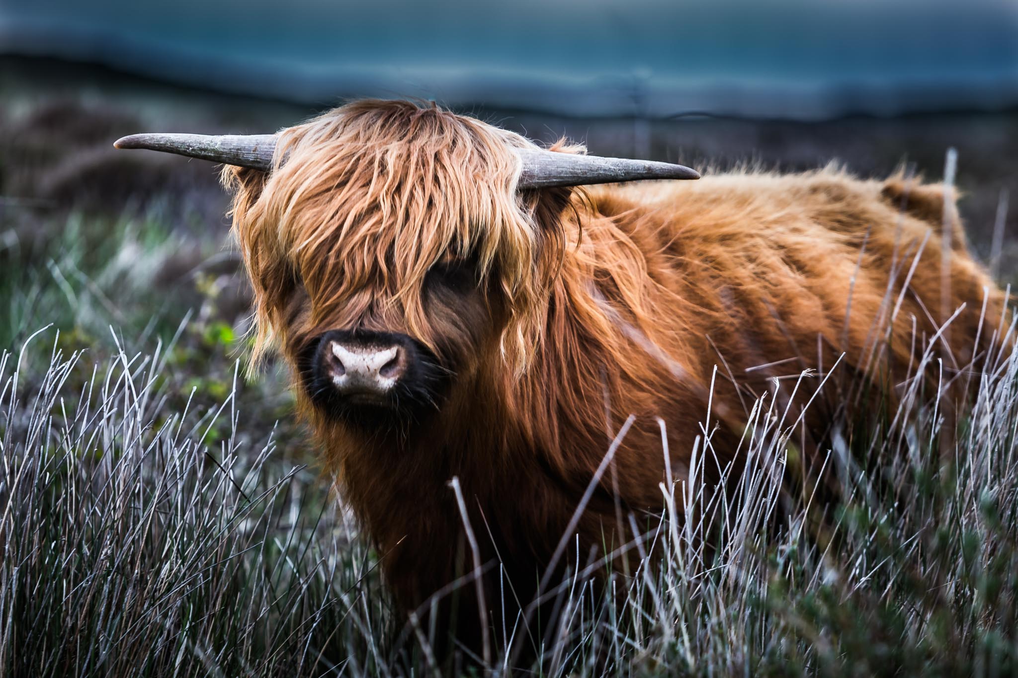Shaggy Highland cow with curved horns stands amidst tall grass in a scenic meadow.