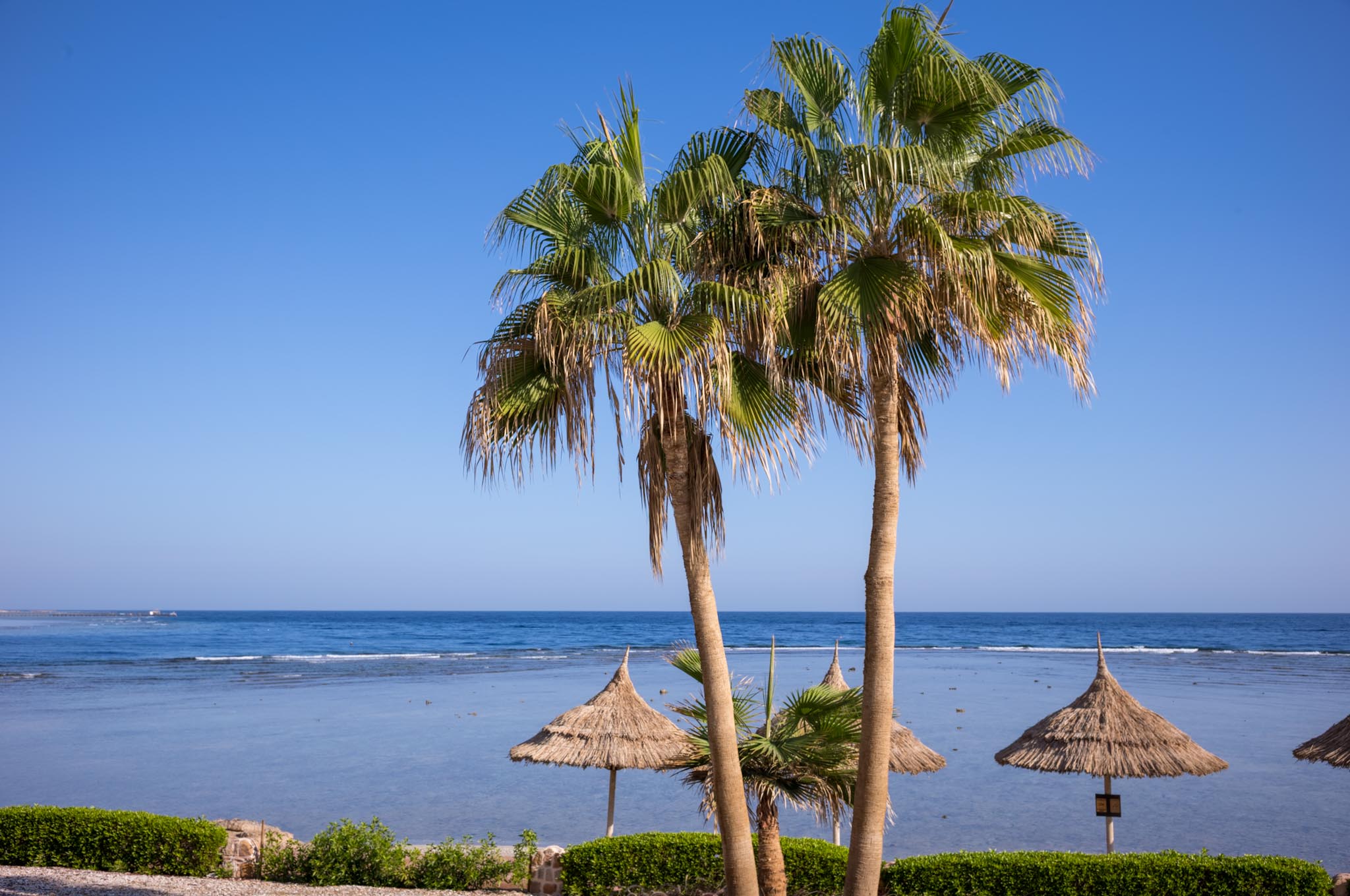 Palm trees and straw umbrellas by a calm ocean under a clear blue sky.