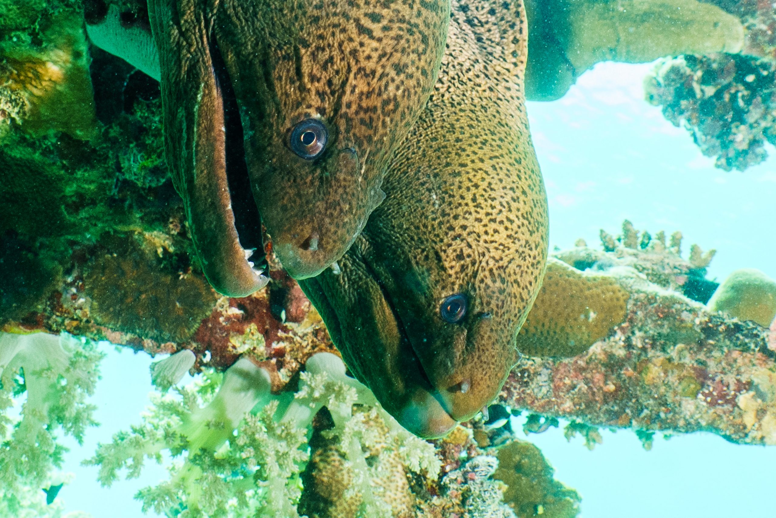 Two spotted moray eels among colorful coral reefs in clear ocean waters.