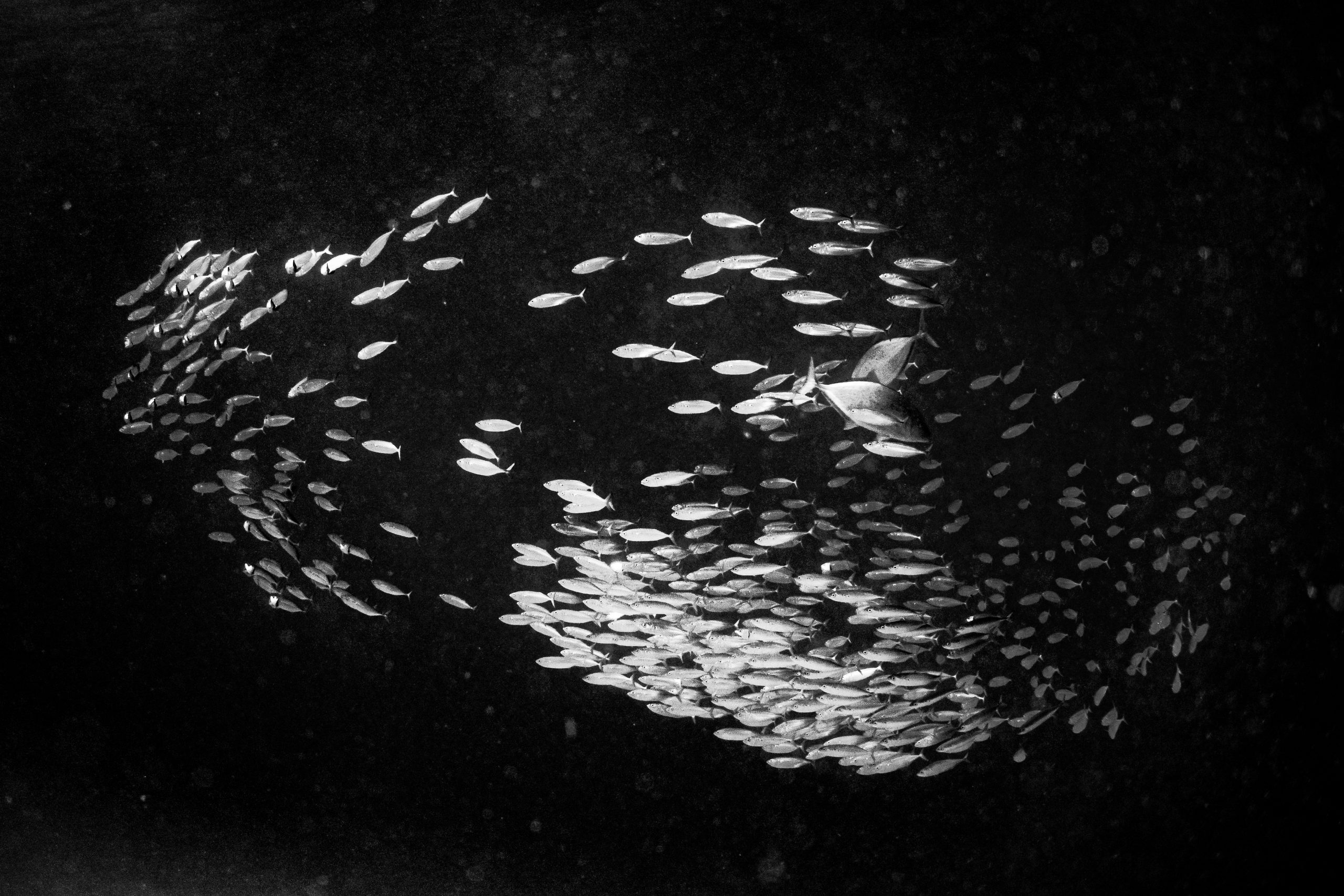 School of fish swims alongside a shark in a circular formation, captured underwater in black and white.