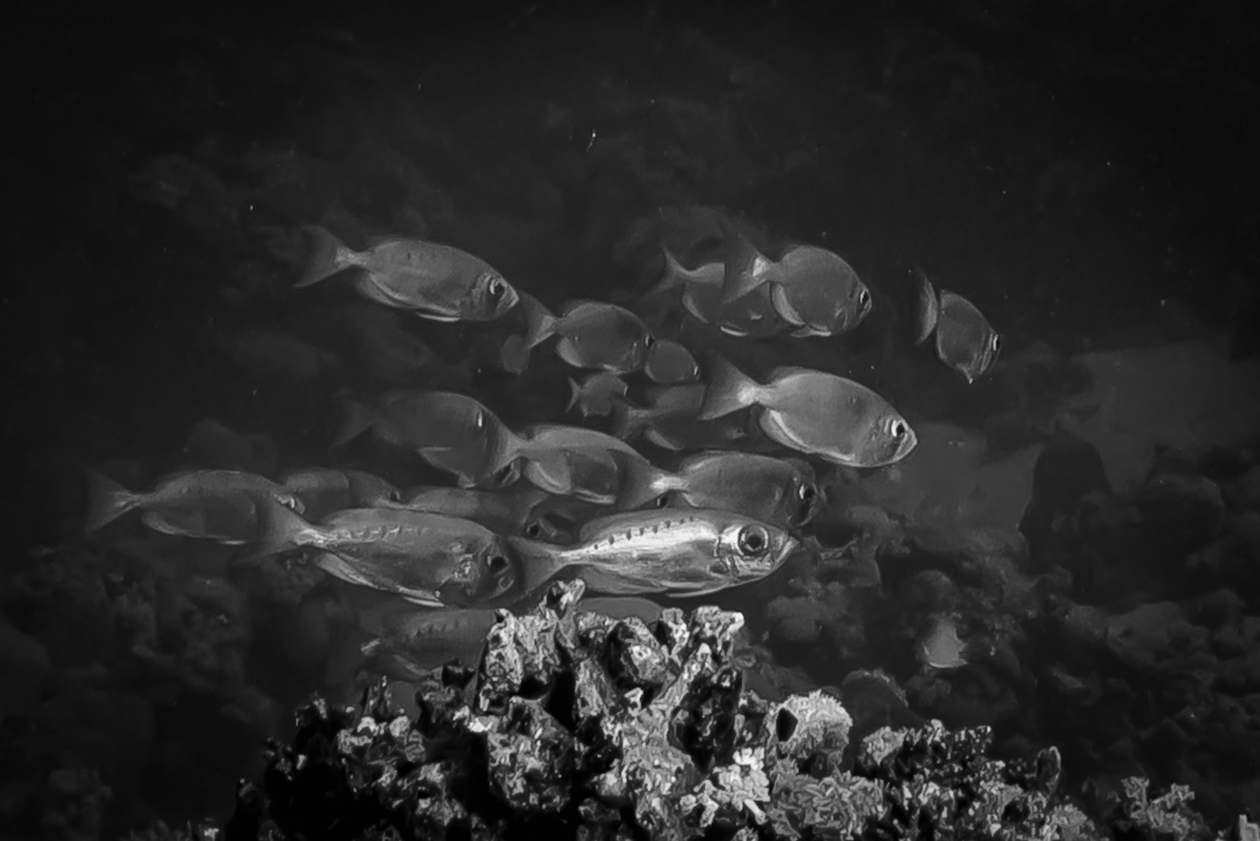Black and white image of a school of fish swimming near coral in a dark underwater setting.