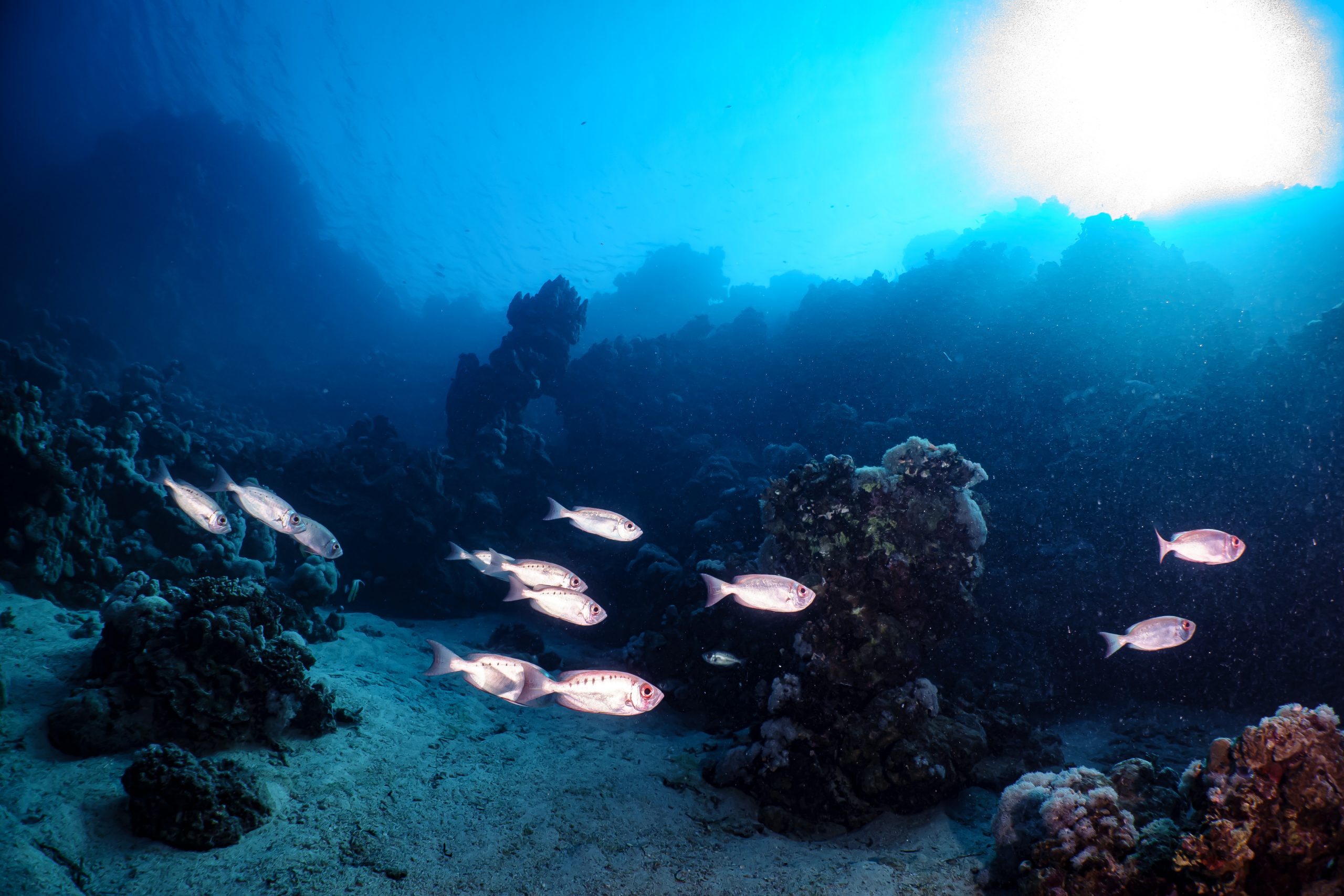 School of fish swimming over coral reef in clear blue ocean waters, sunlight filtering through the surface.