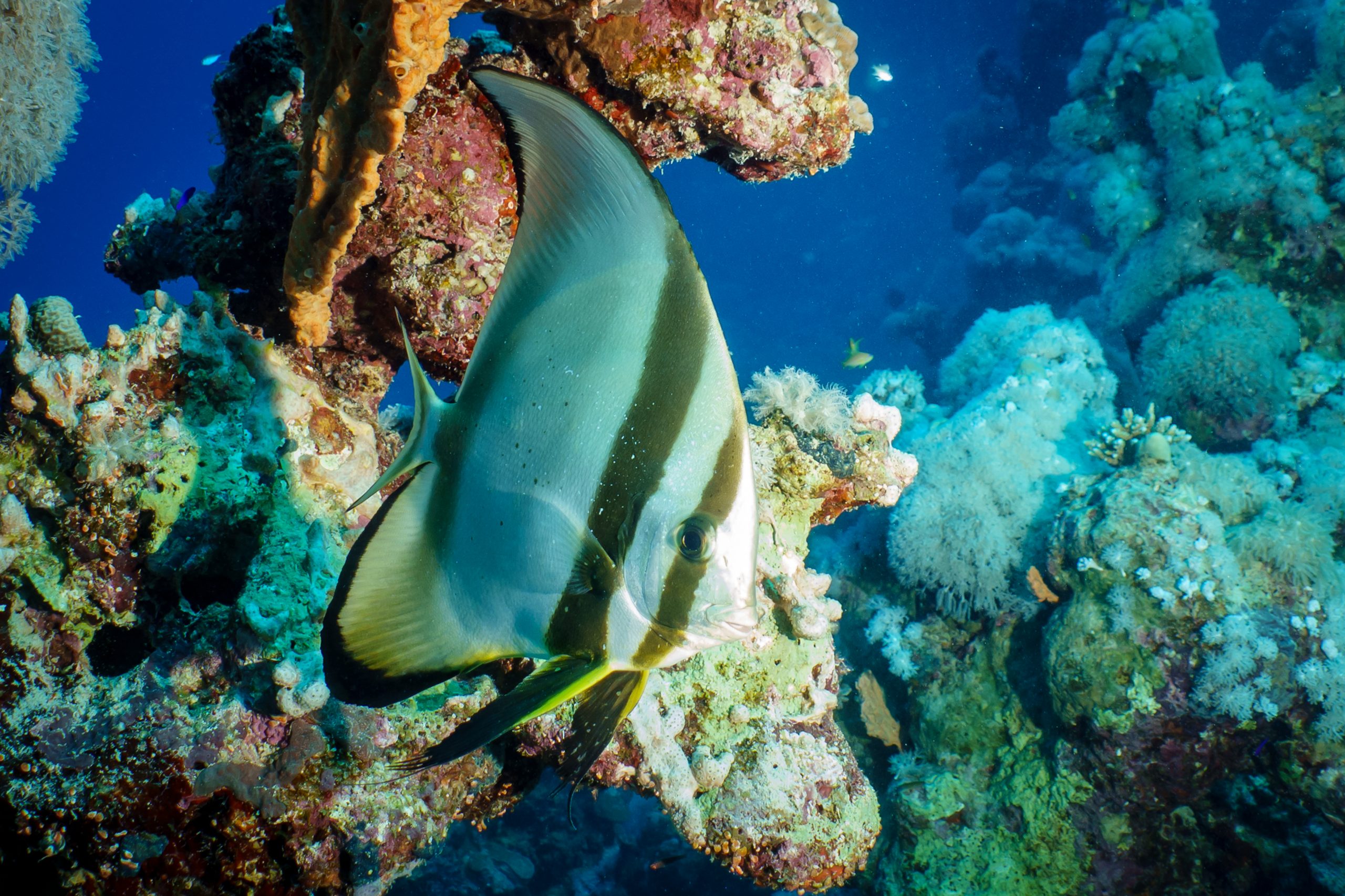 Colorful fish swimming near vibrant coral reef in clear blue ocean.