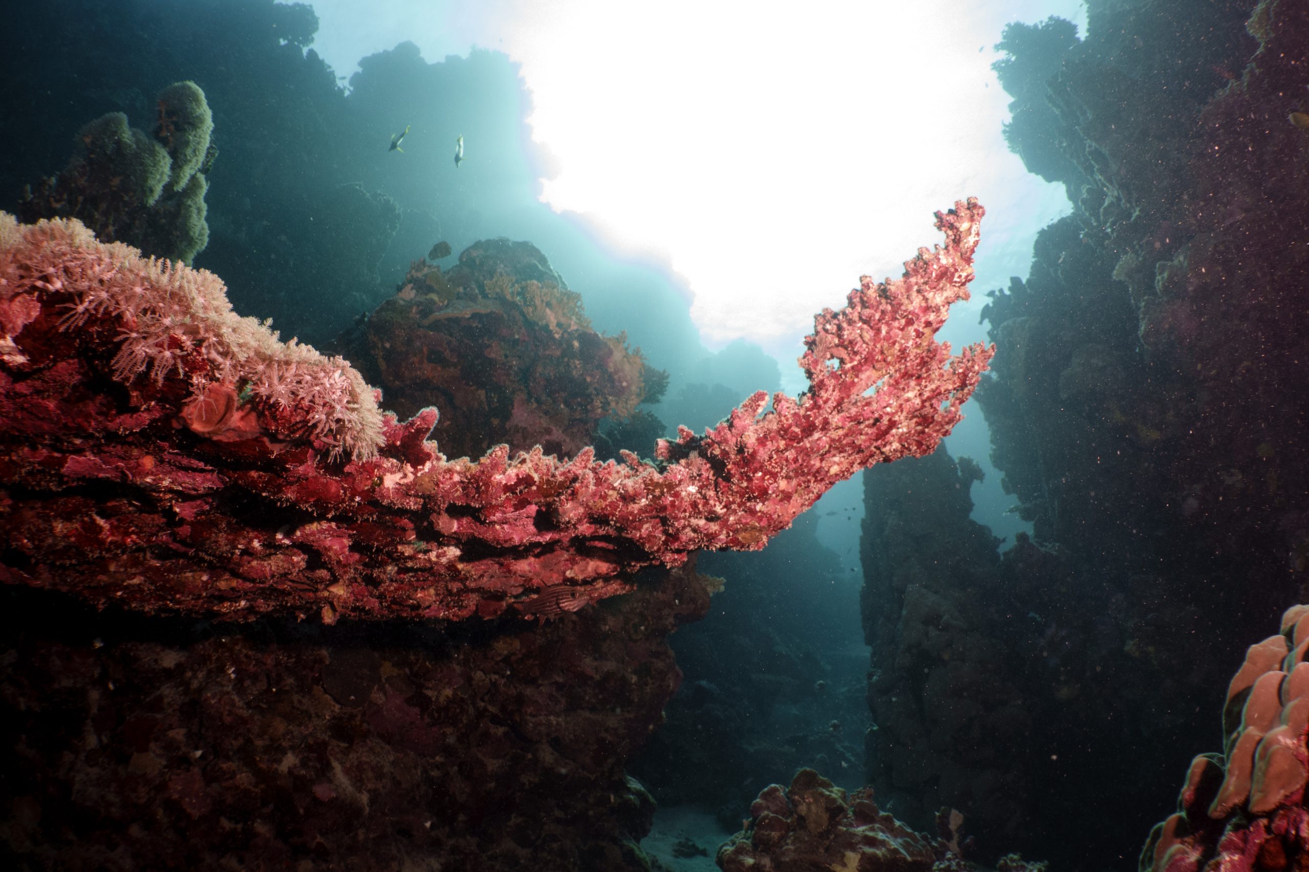 Colorful coral reef with pink corals and bright sunlight underwater in a vibrant marine environment.