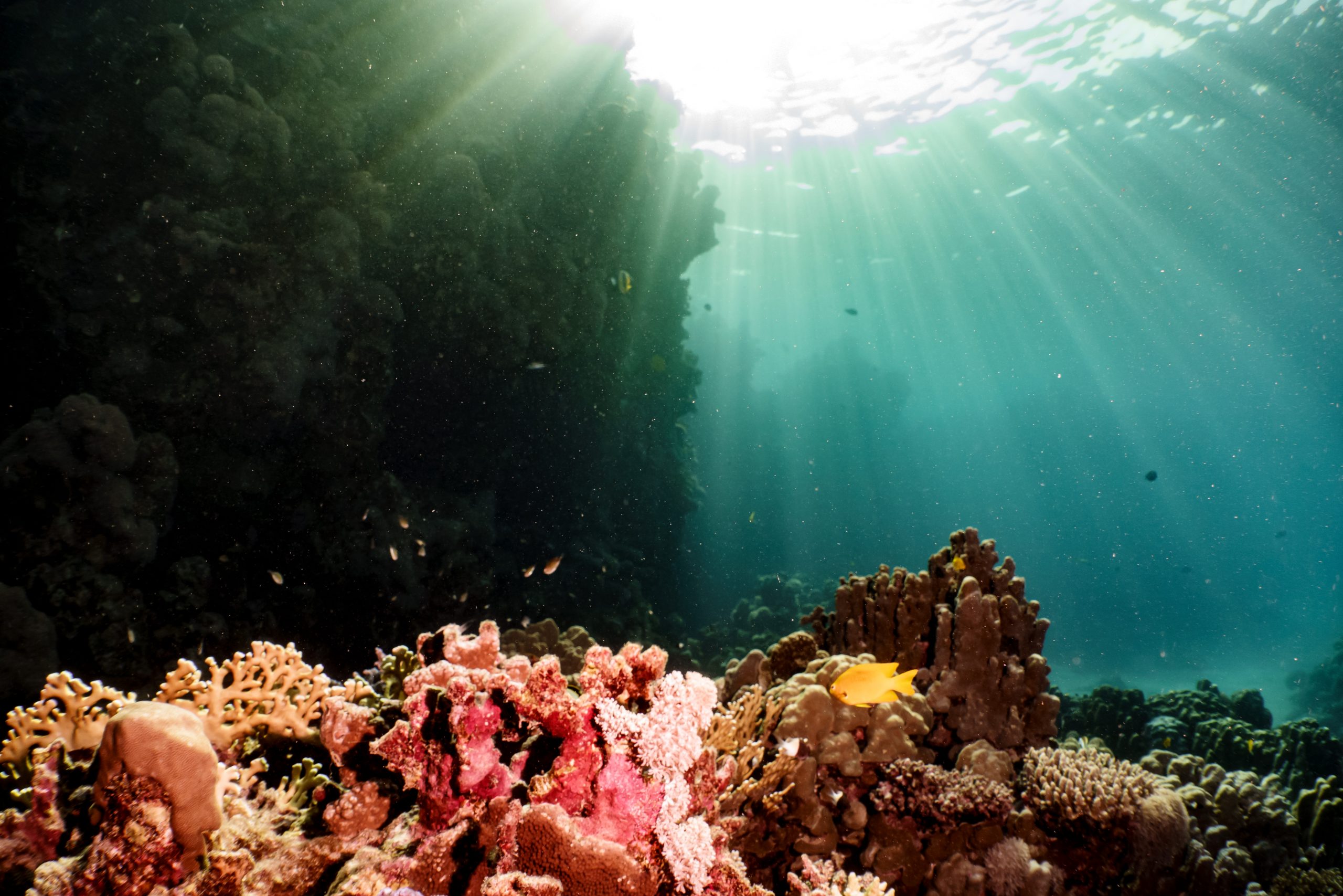 Sunlight beams illuminate colorful coral reef and a yellow fish in a vibrant underwater scene.