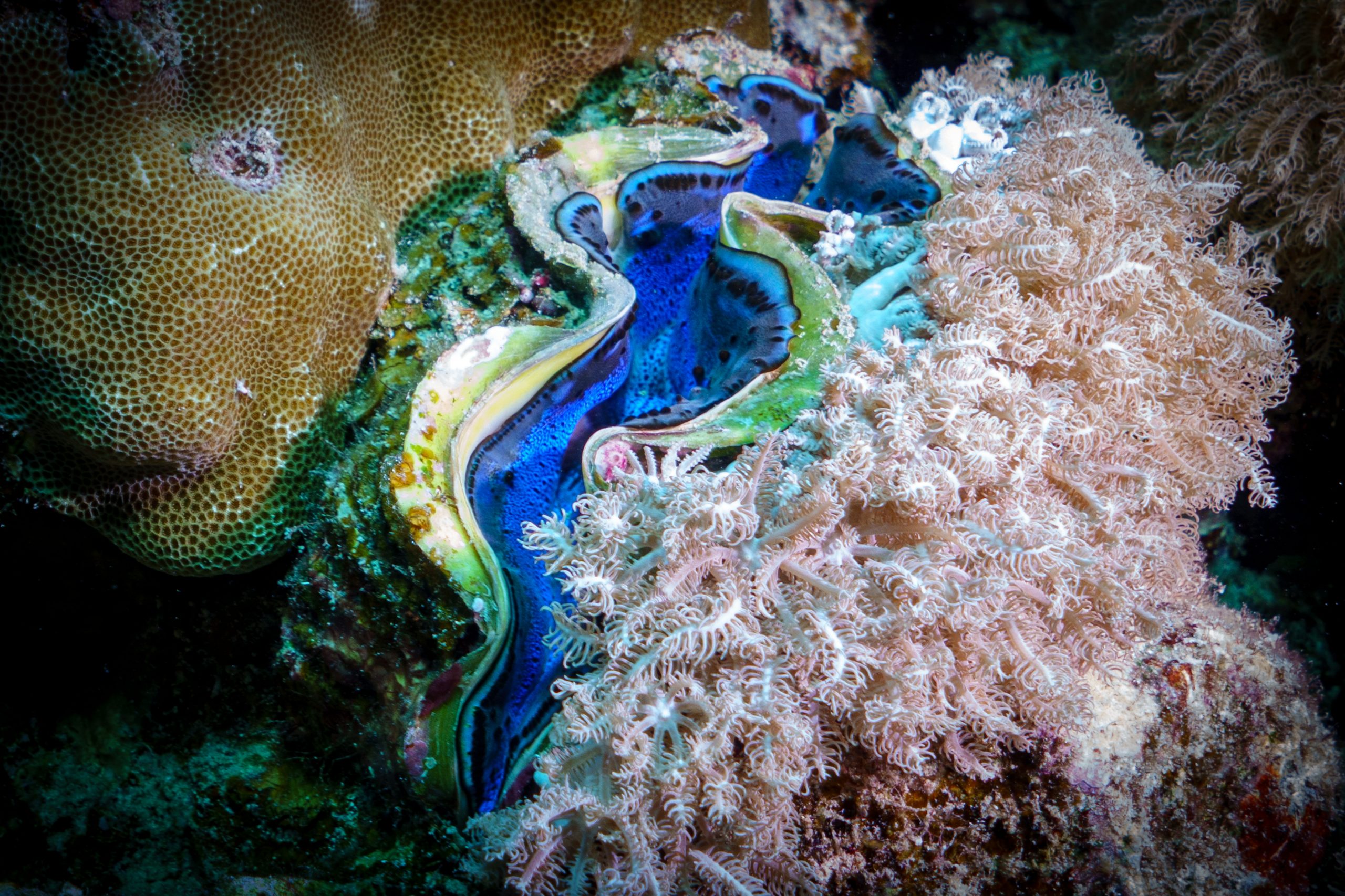 Vibrant blue clam nestled among coral formations and delicate soft corals on a reef.