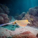 El Quseir Diving Adventure β Day 2: Exploring El Quadim Bay with Extra Divers at MΓΆvenpick Resort Blue-spotted stingray swimming over coral reef in clear ocean waters.