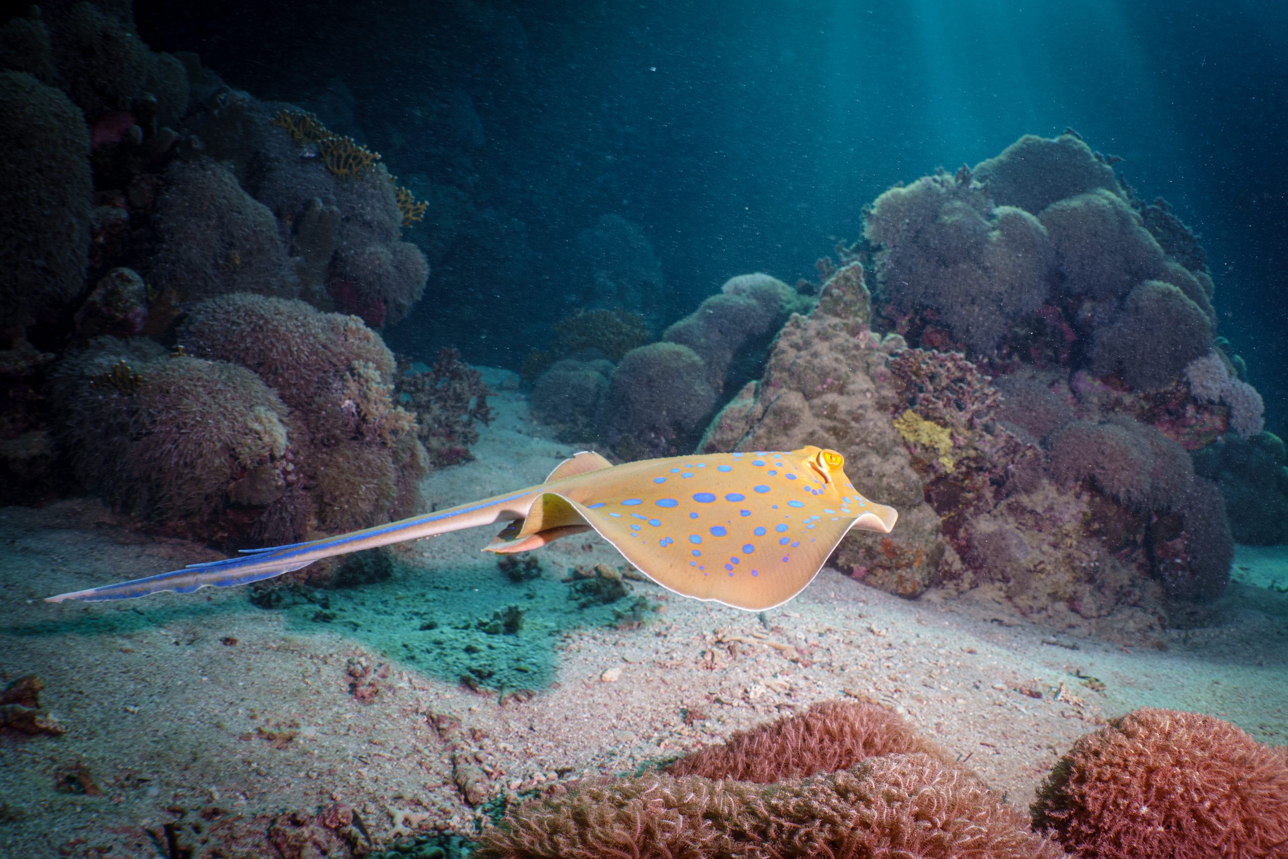 El Quseir Diving Adventure – Day 2: Exploring El Quadim Bay with Extra Divers at Mövenpick Resort