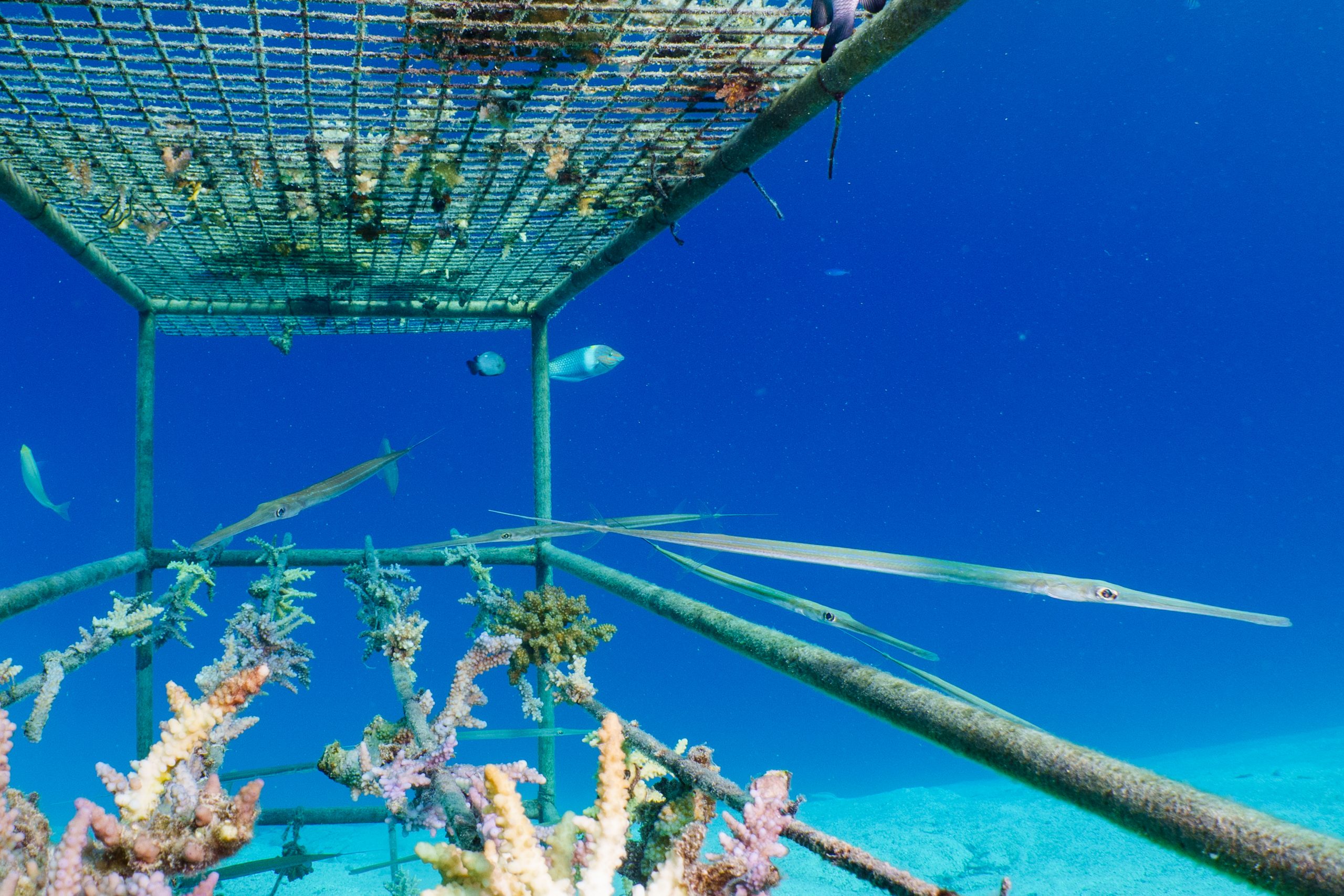Underwater coral structure with trumpetfish swimming in clear blue ocean water.